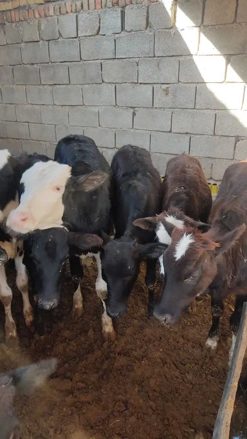 گوساله ماده۱۶ راس|حیوانات مزرعه|کوهدشت, |دیوار