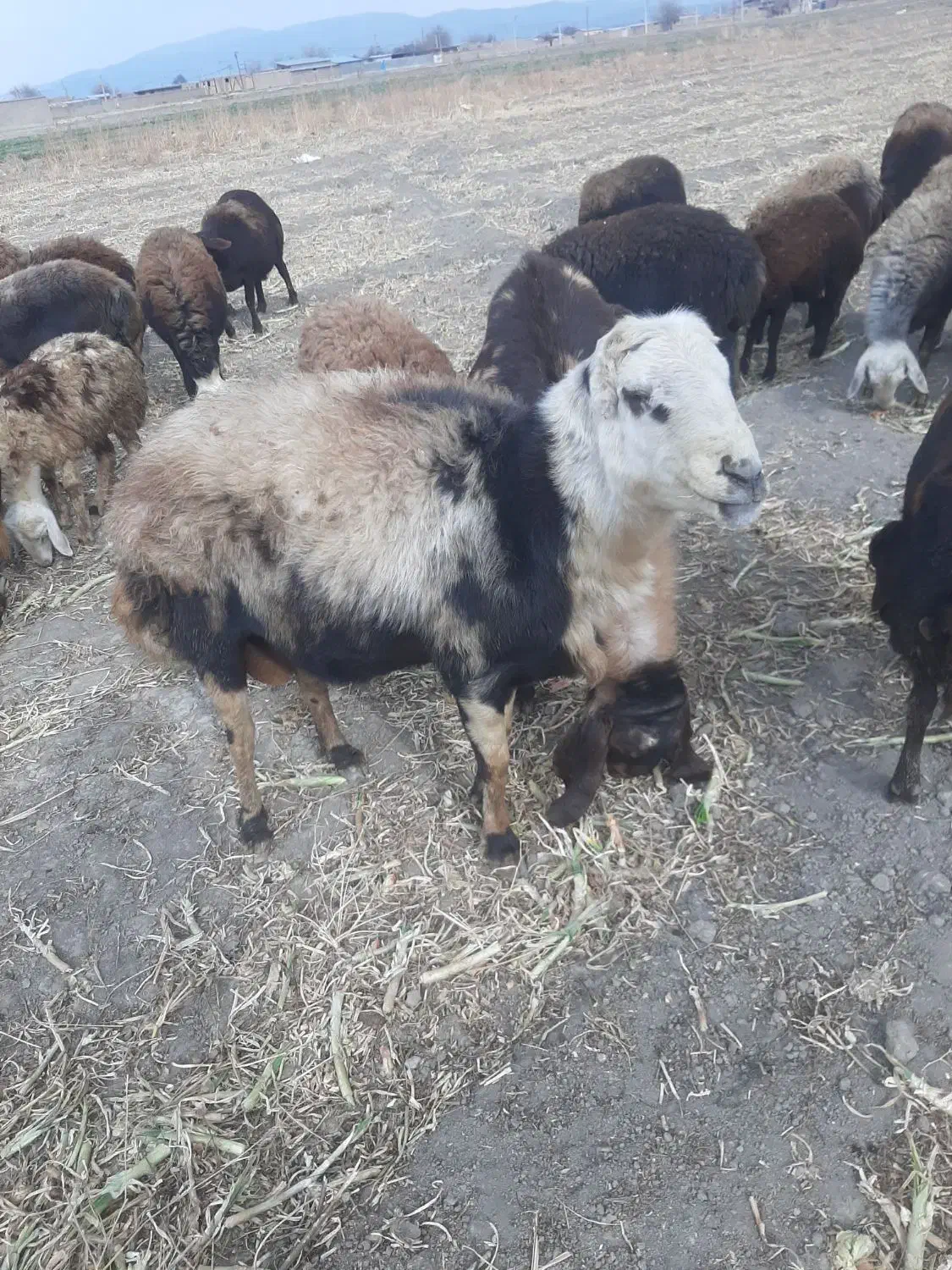 قوچ|حیوانات مزرعه|سیلاخور, |دیوار