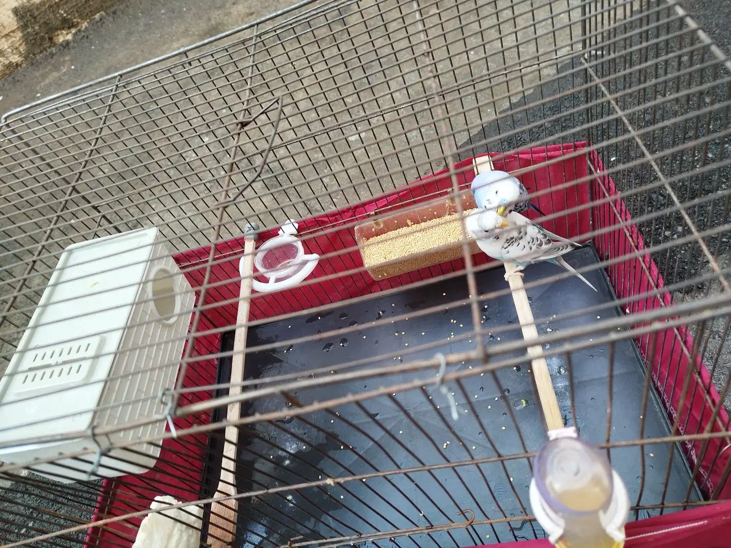 مرغ عشق جفت|پرنده|قدس, شهرقدس|دیوار