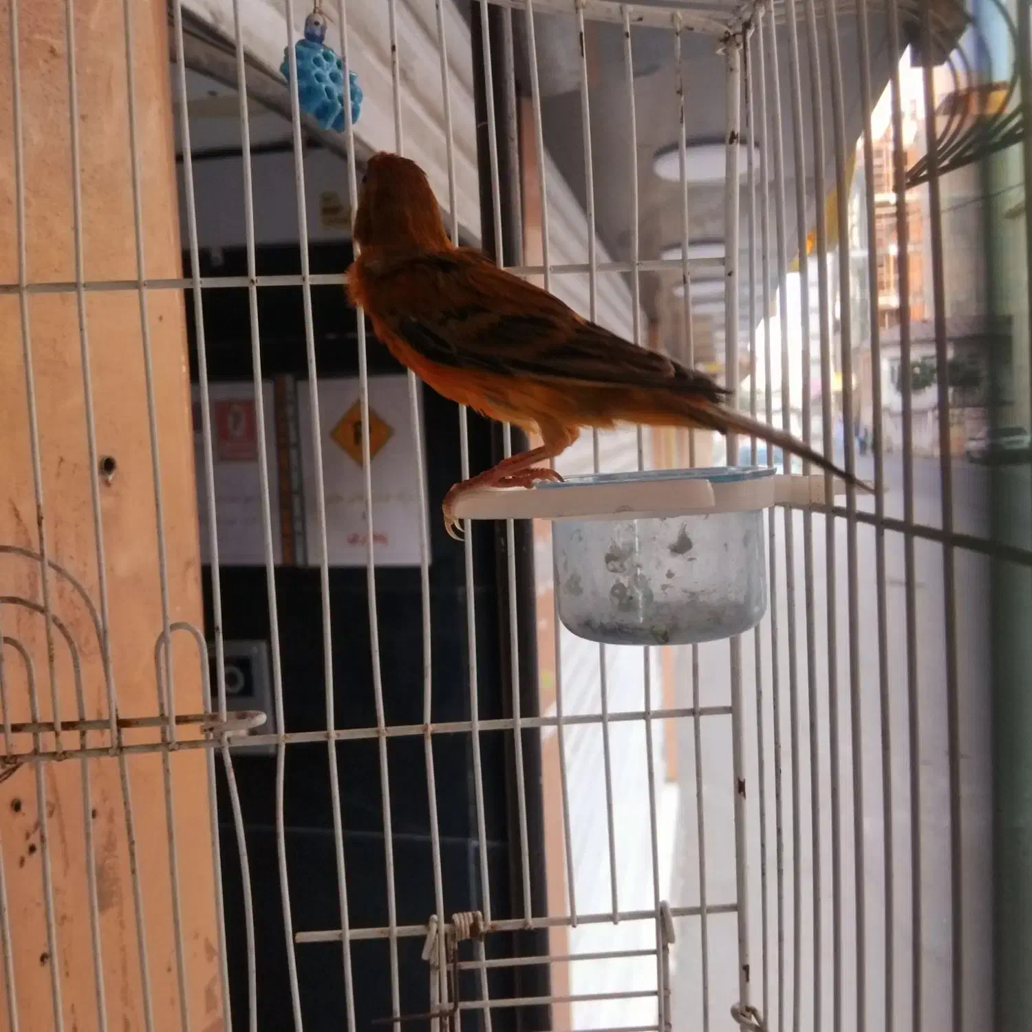 قناری.همه.. بخون|پرنده|آمل, |دیوار