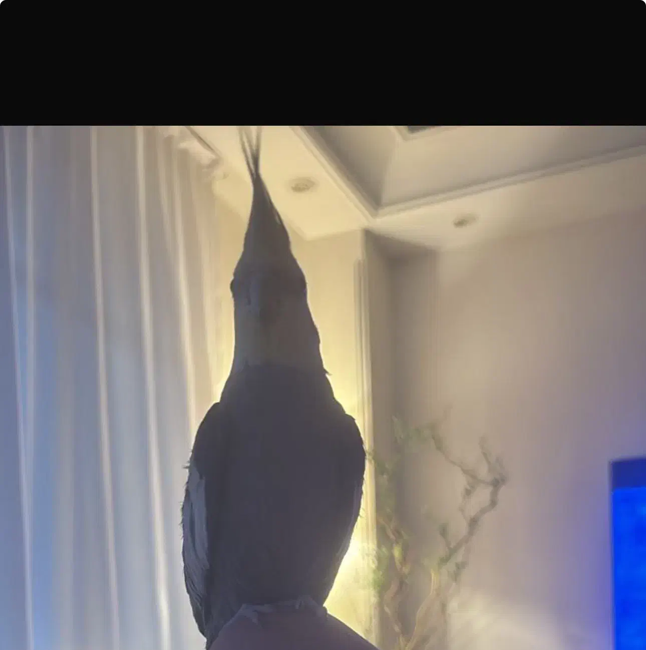 عروس هلندی گمشده|حیوانات|تهران, اختیاریه|دیوار