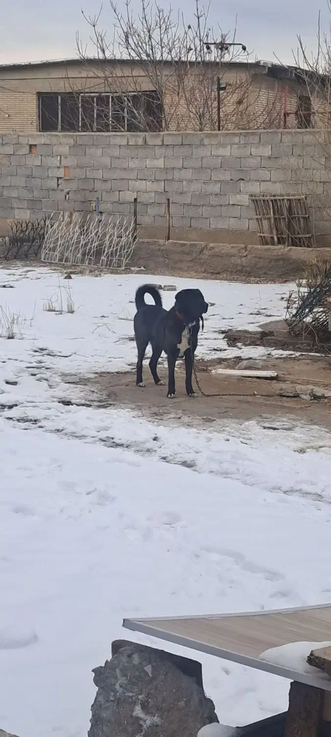 سگ گمشده|سگ|باسمنج, |دیوار