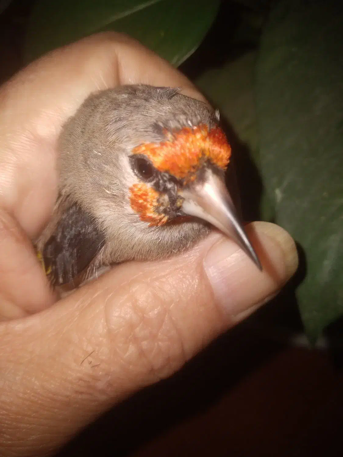 سهره کرمانی|پرنده|مشهد, طبرسی شمالی|دیوار