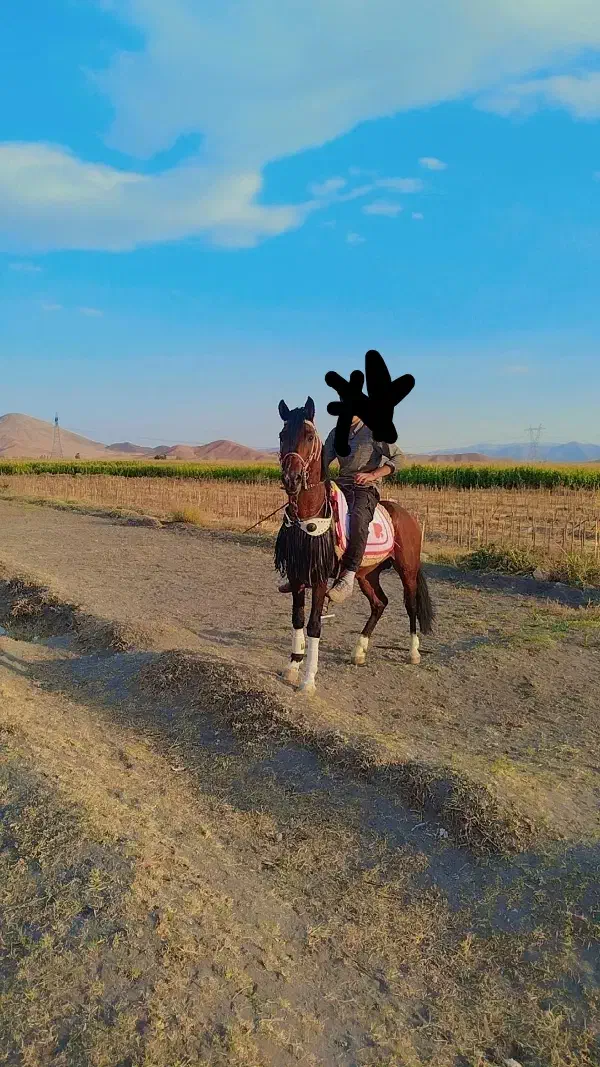 نریان کرد|اسب و تجهیزات اسب‌سواری|سلماس, |دیوار