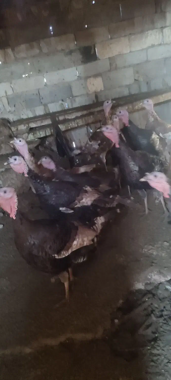 بوقلمون|حیوانات مزرعه|پلدشت, |دیوار