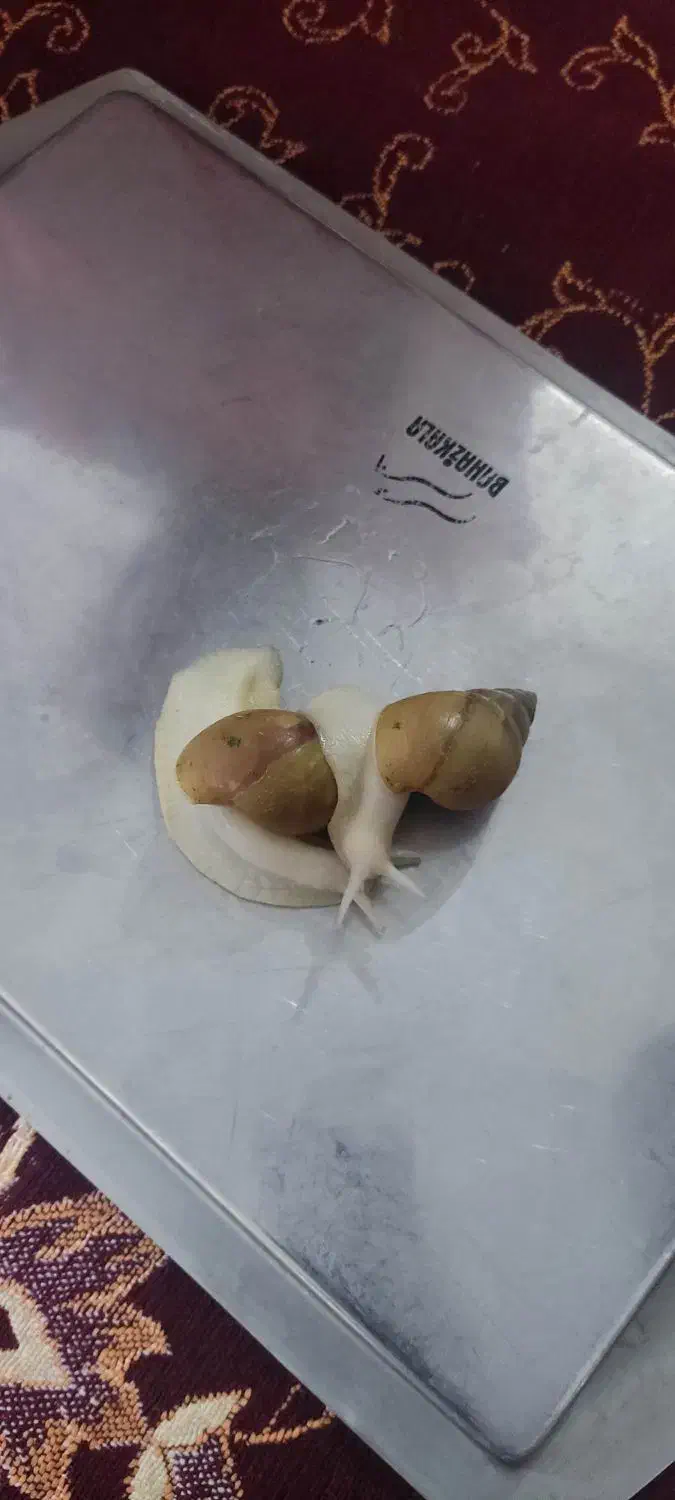 حلزون خانگی|خزنده|مشهد, حضرت حجت|دیوار