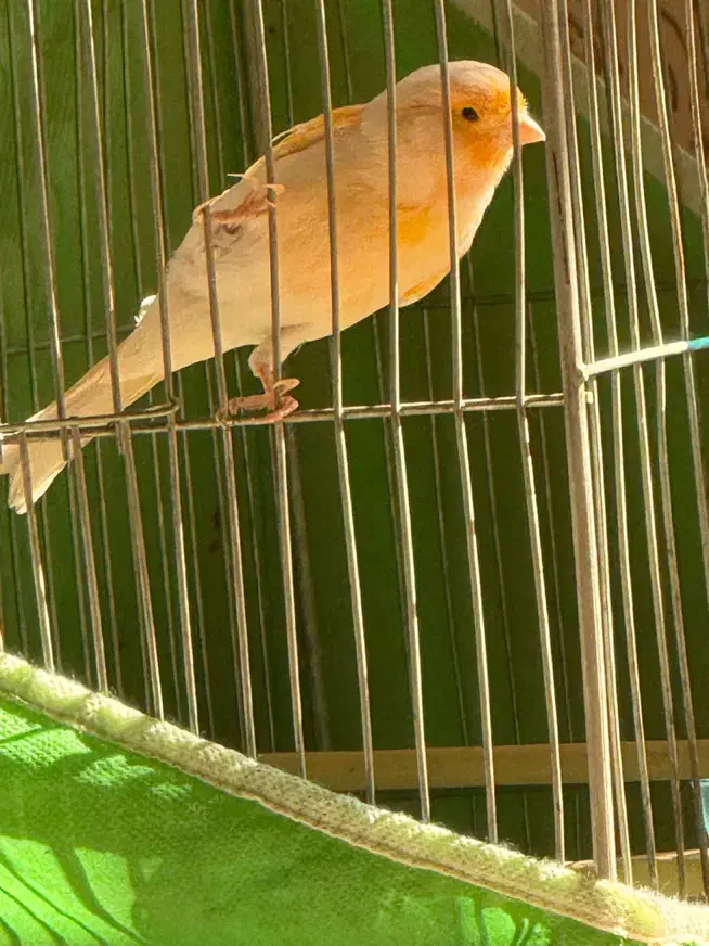 قناری|پرنده|فولادشهر, A4|دیوار