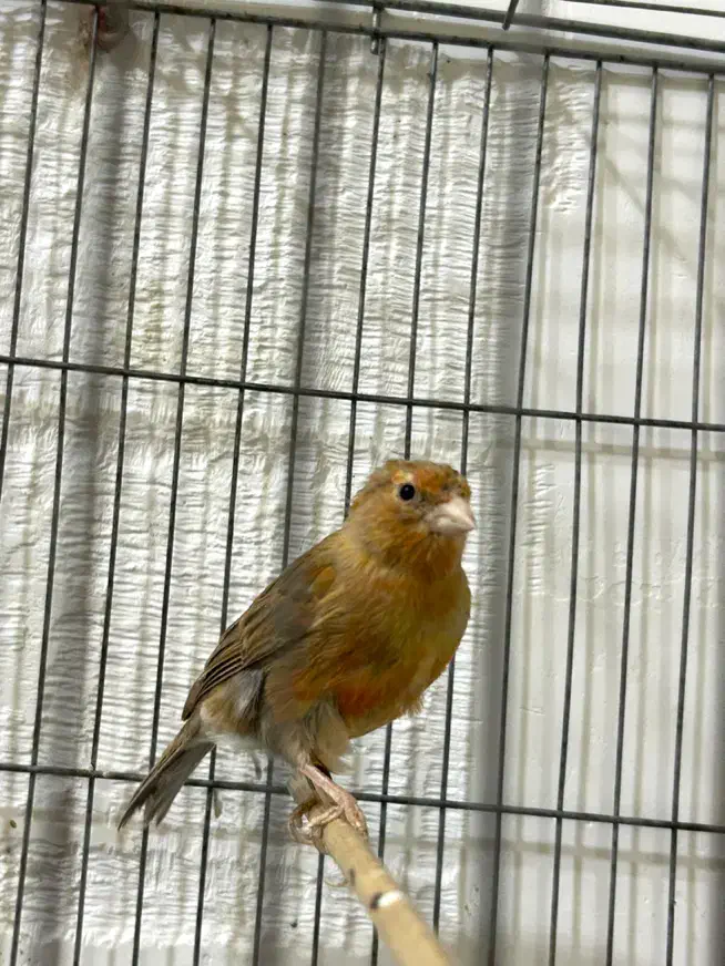 قناری ماده|پرنده|رشت, حافظ آباد|دیوار