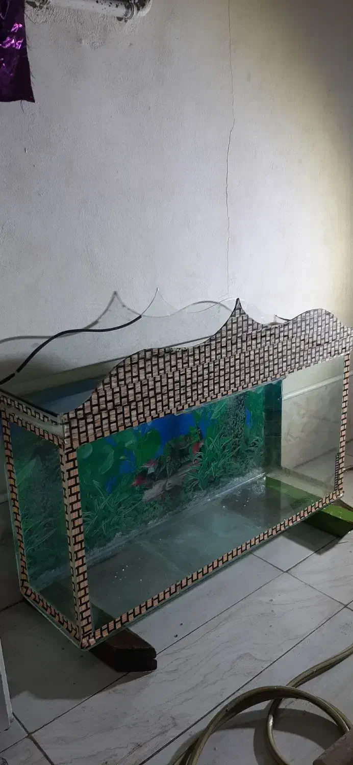 آکواریوم|ماهی|کامیاران, |دیوار