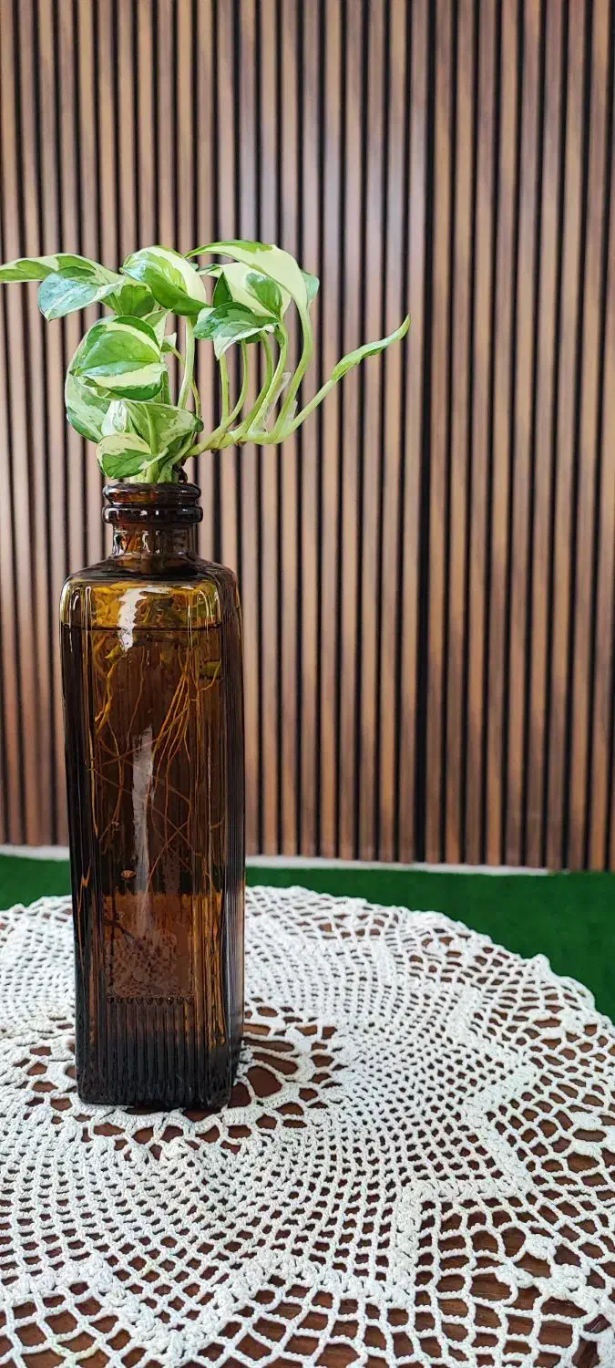 شیشه گل طبیعی،دیوار سبز، رومیزی،کافی شاپ و غیره|گل و گیاه طبیعی|مشهد, شهرک صنعتی توس|دیوار