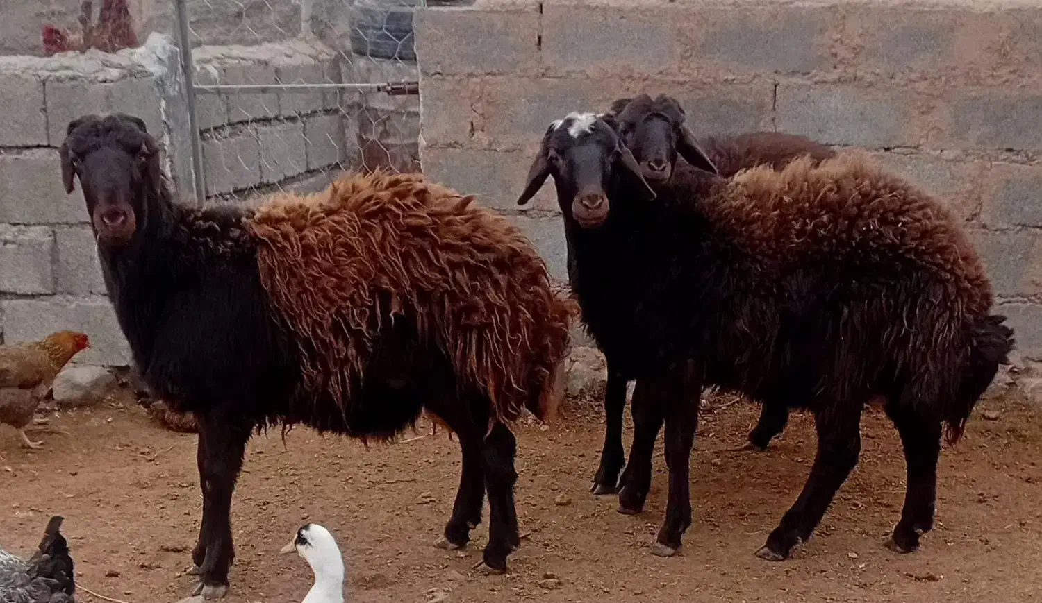 بره|حیوانات مزرعه|سربیشه, |دیوار