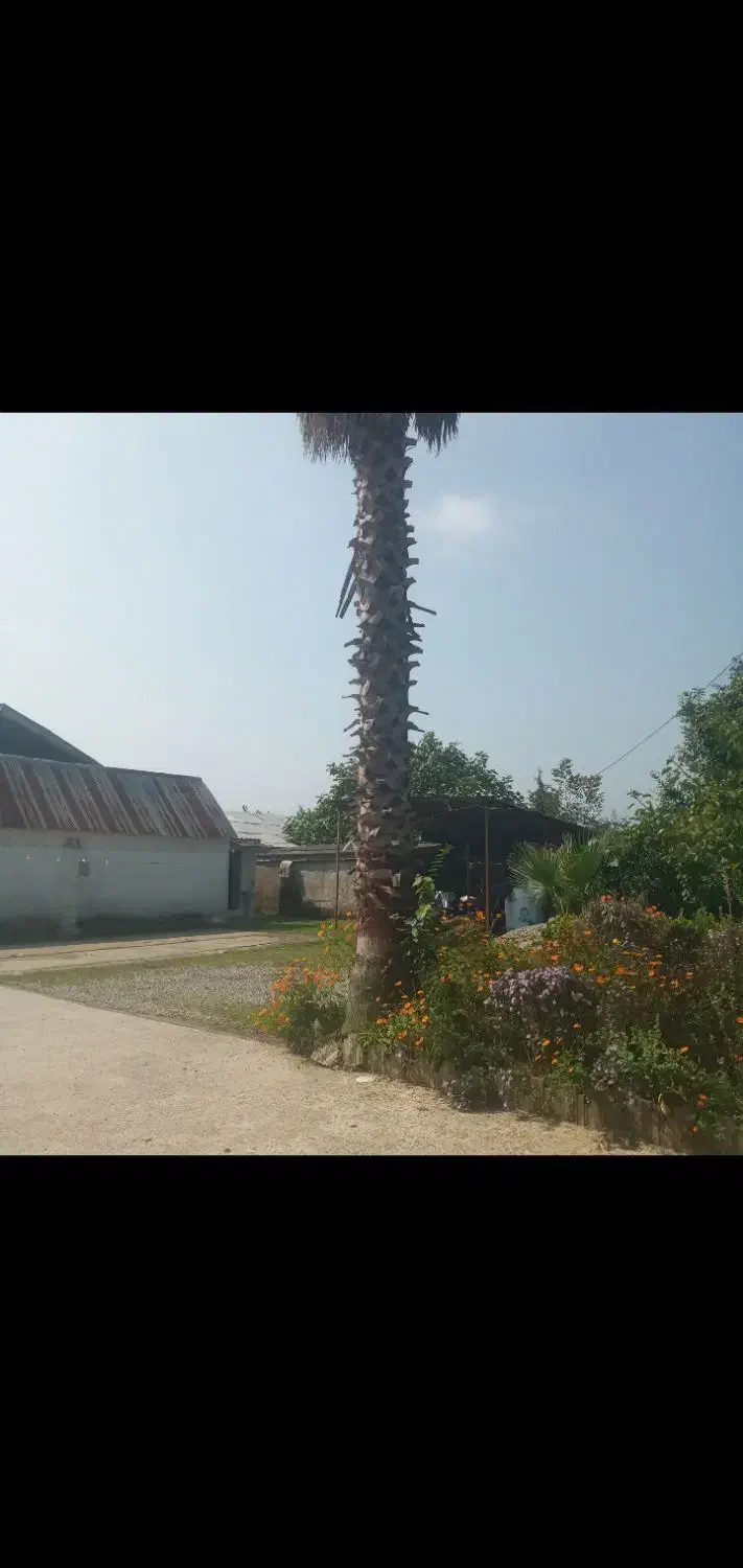 درخت پالم|گل و گیاه طبیعی|پره‌سر, |دیوار