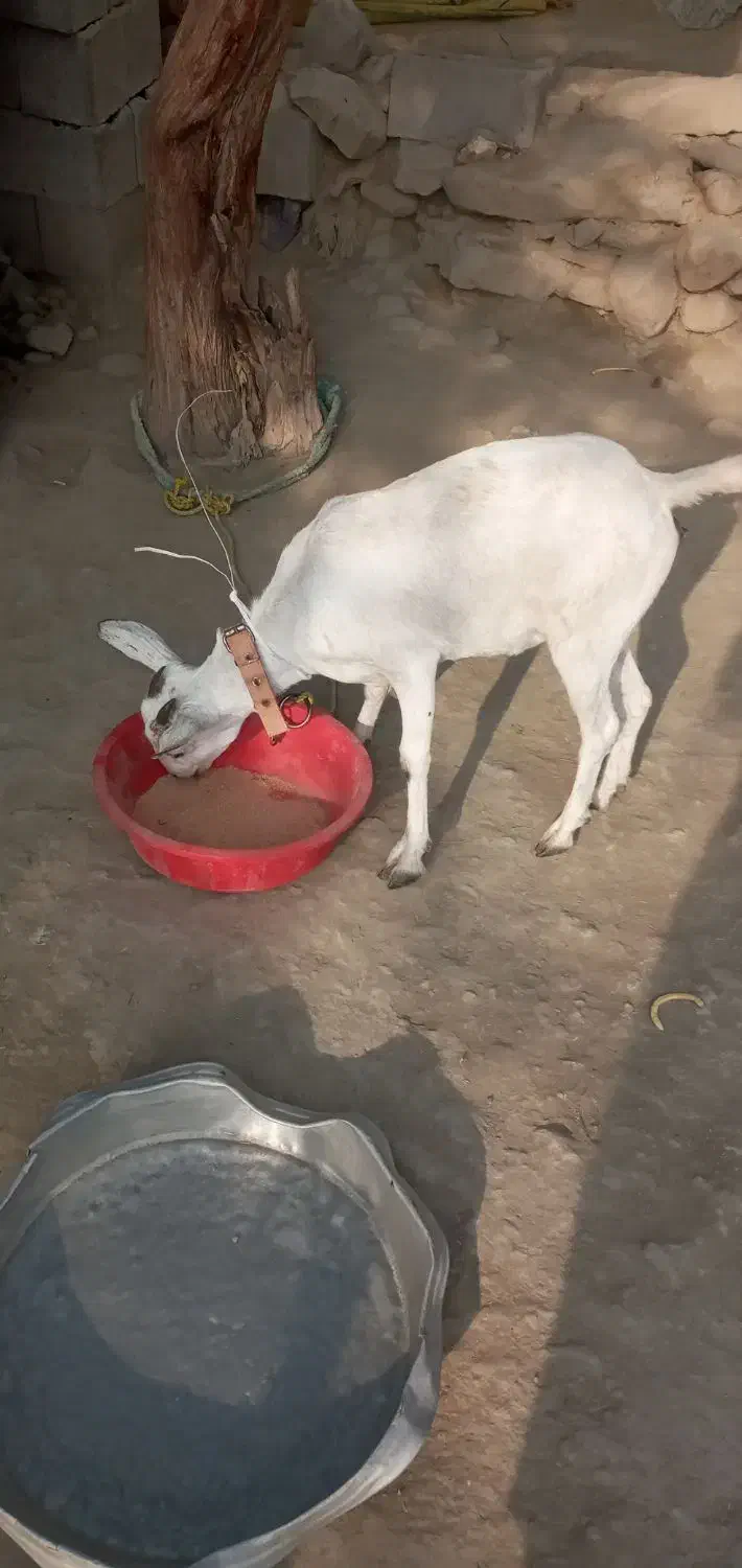 گیسه فروشی|حیوانات مزرعه|میناب, |دیوار