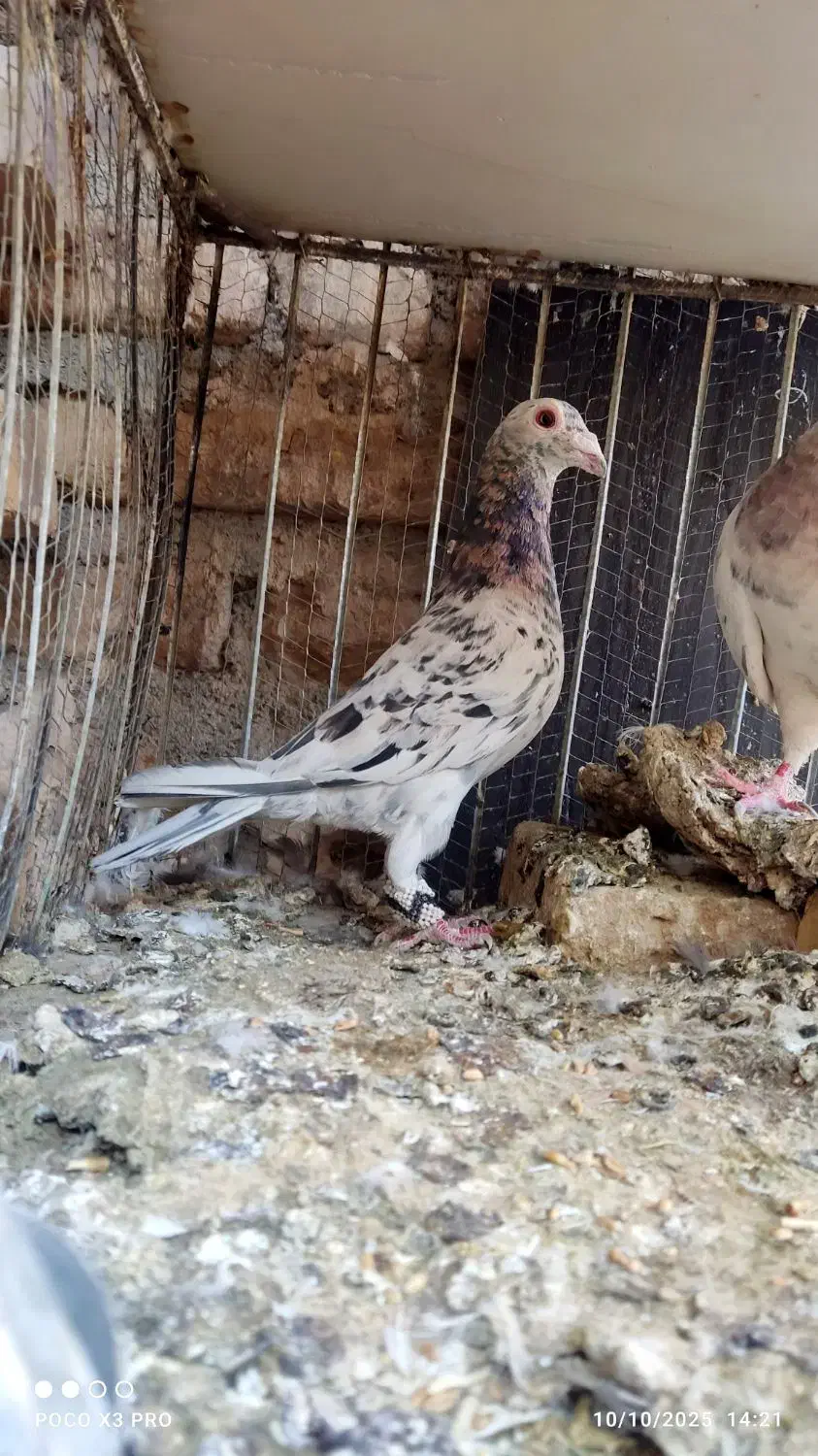 کفتر جوجه کشی|پرنده|تایباد, |دیوار