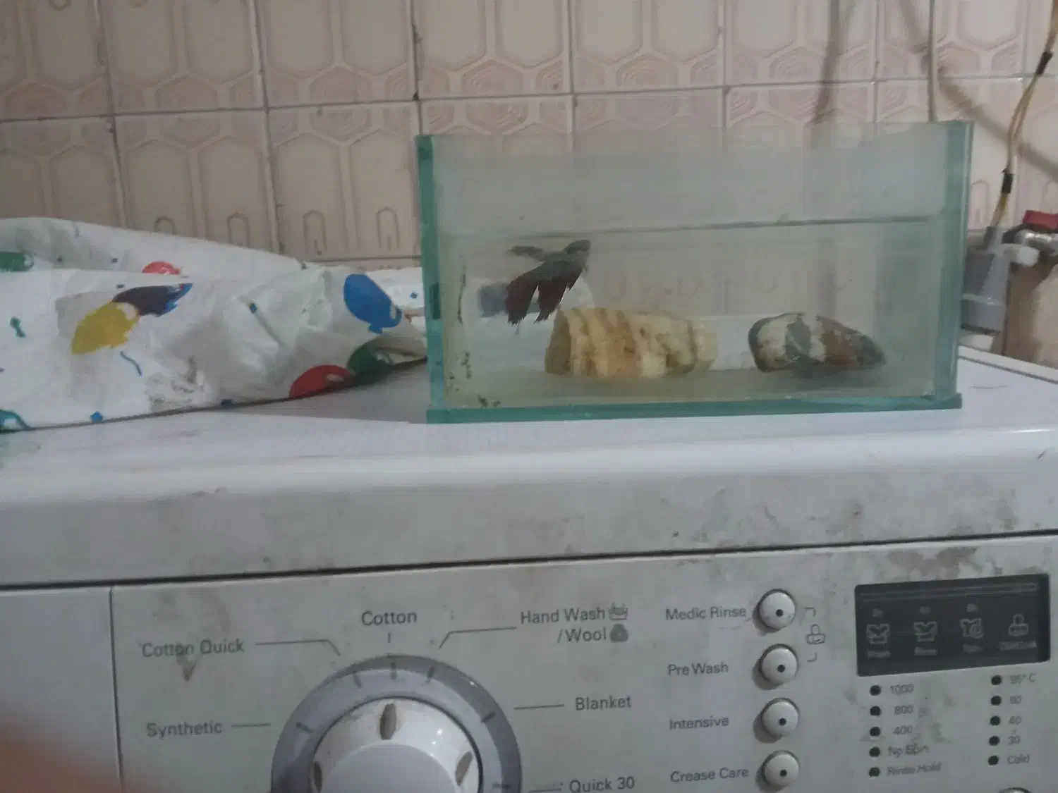 فایتر پلاکت|ماهی|تهران, هفت چنار|دیوار