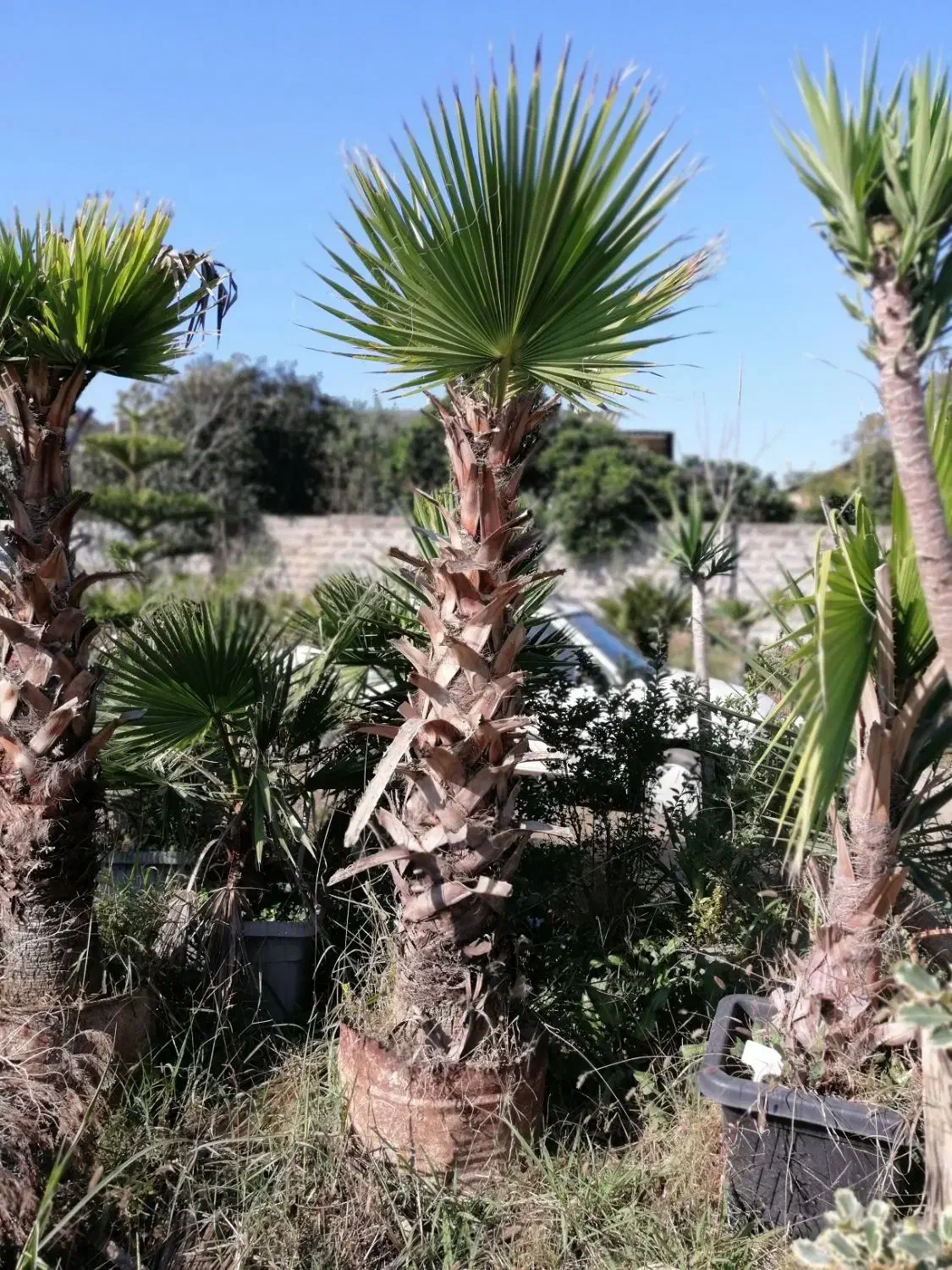 پالم واشینگتن|گل و گیاه طبیعی|سرخرود, |دیوار