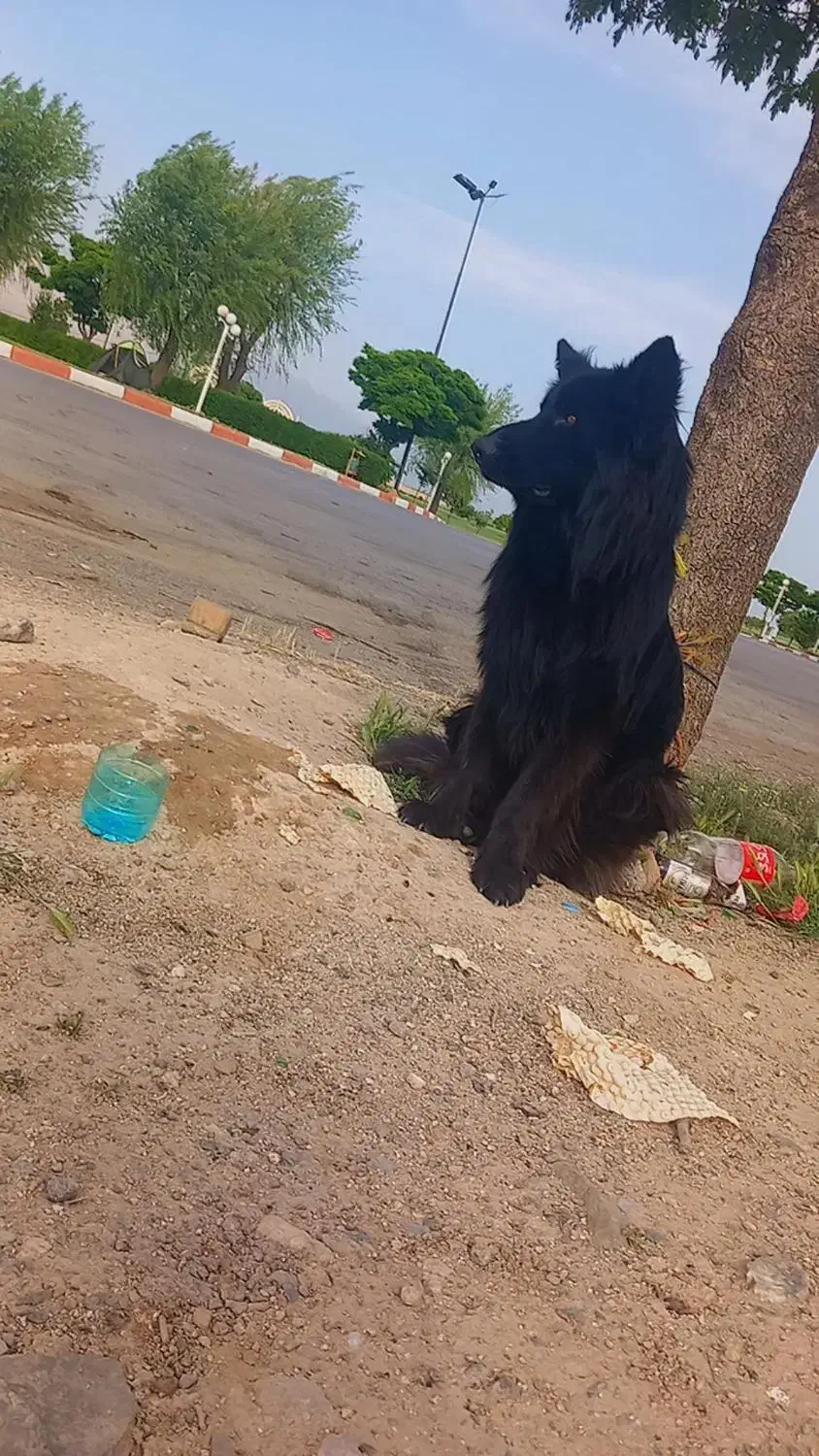 سگ ژرمن شولاین مو بلند وارداتی|سگ|جیرفت, |دیوار