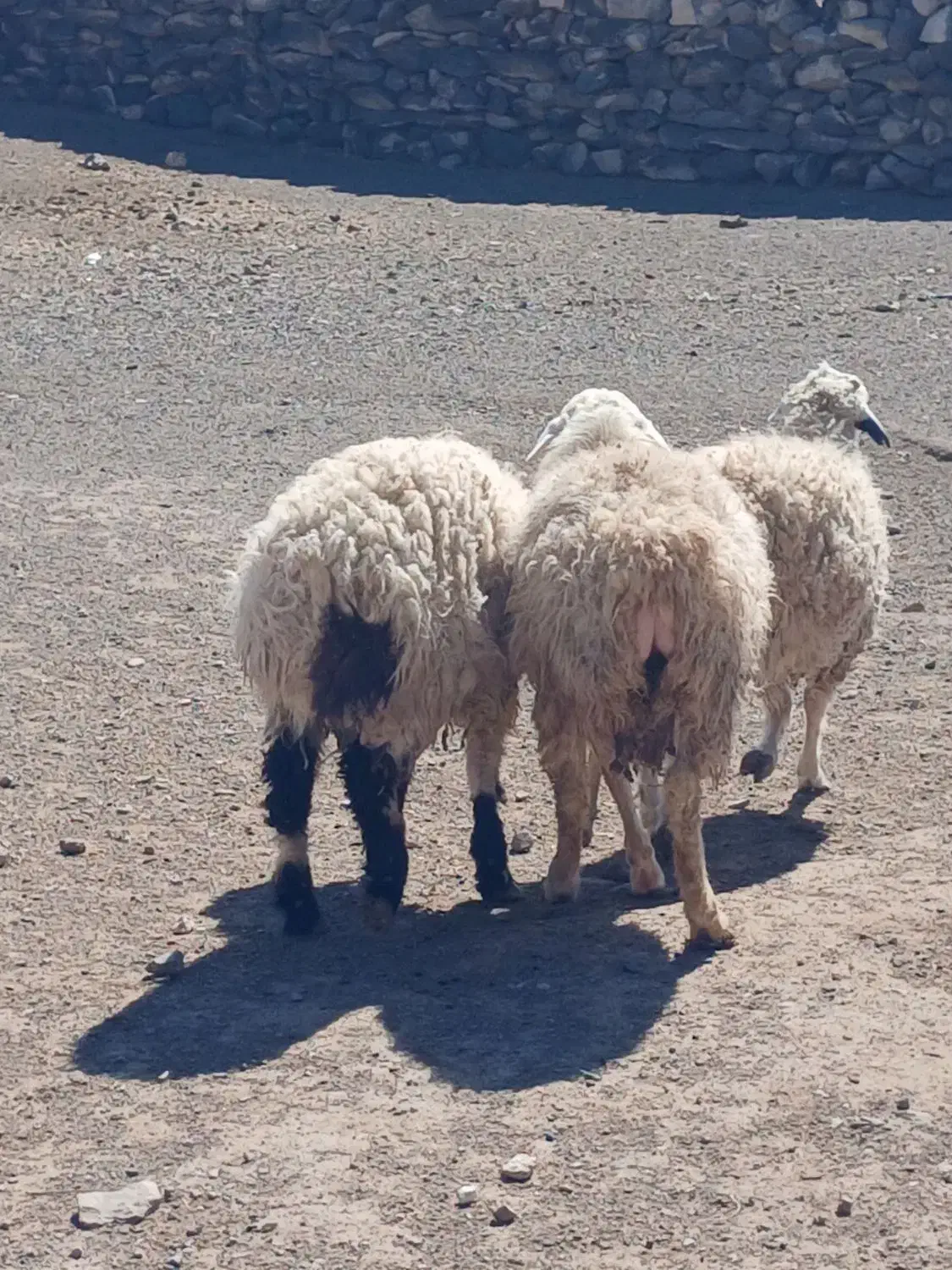 بره چاق|حیوانات مزرعه|بیرجند, |دیوار