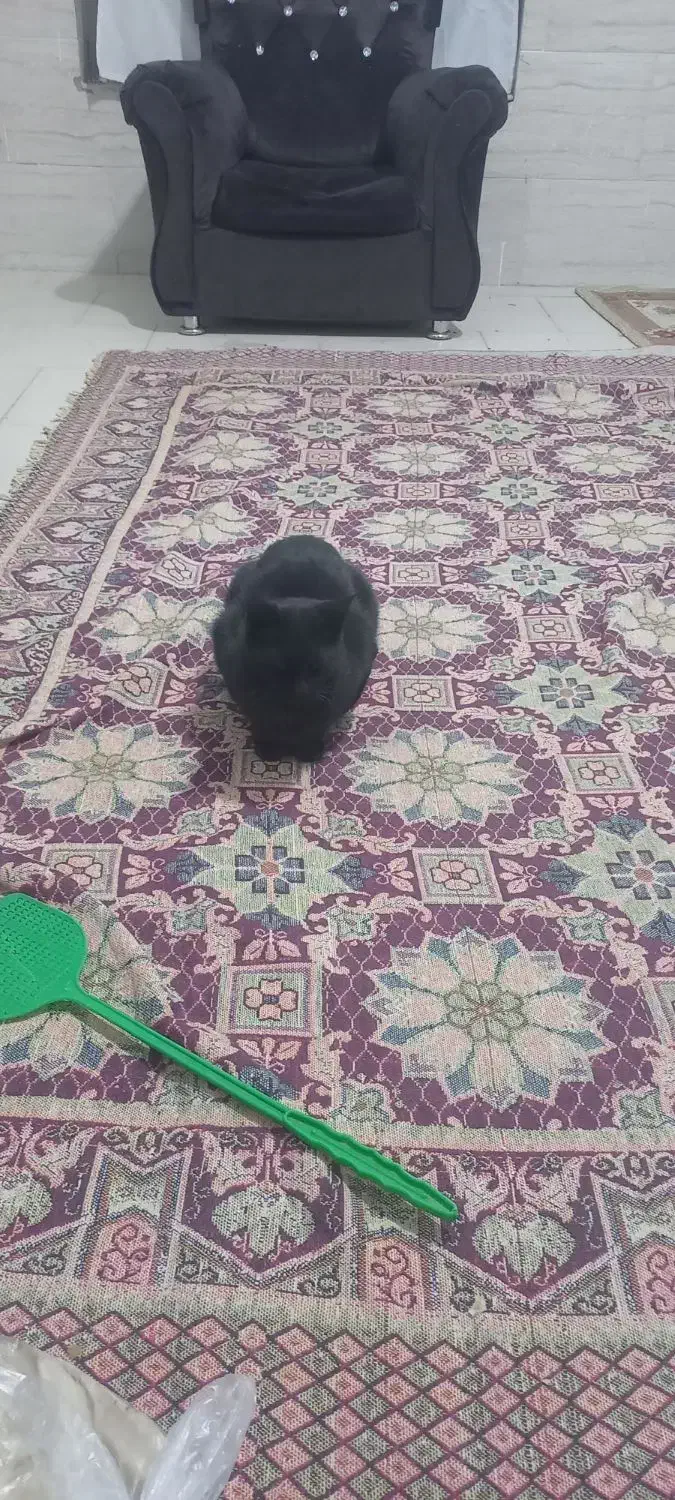 واگذاری گربه ژاپنی|گربه|نیشابور, گنبد سبز|دیوار