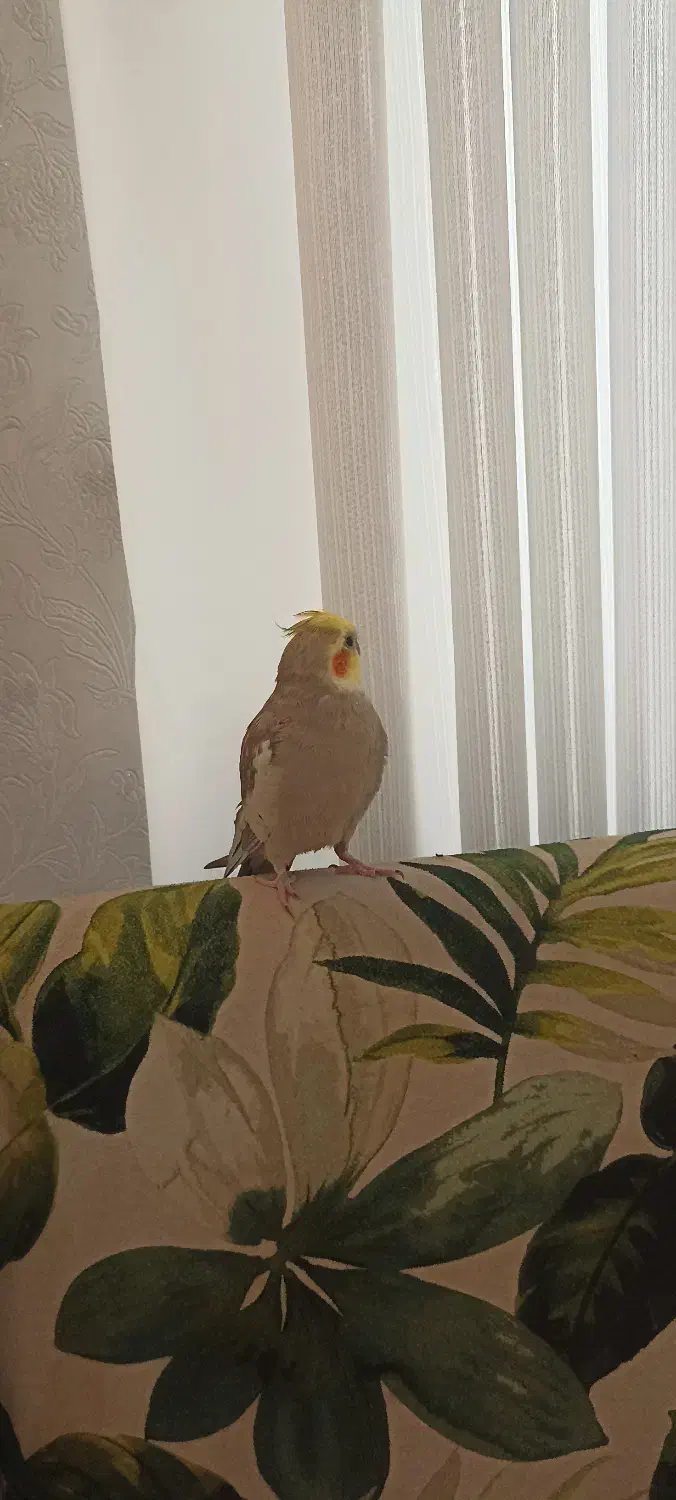 طوطی عروس هلندی|پرنده|رشت, نیکمرام|دیوار