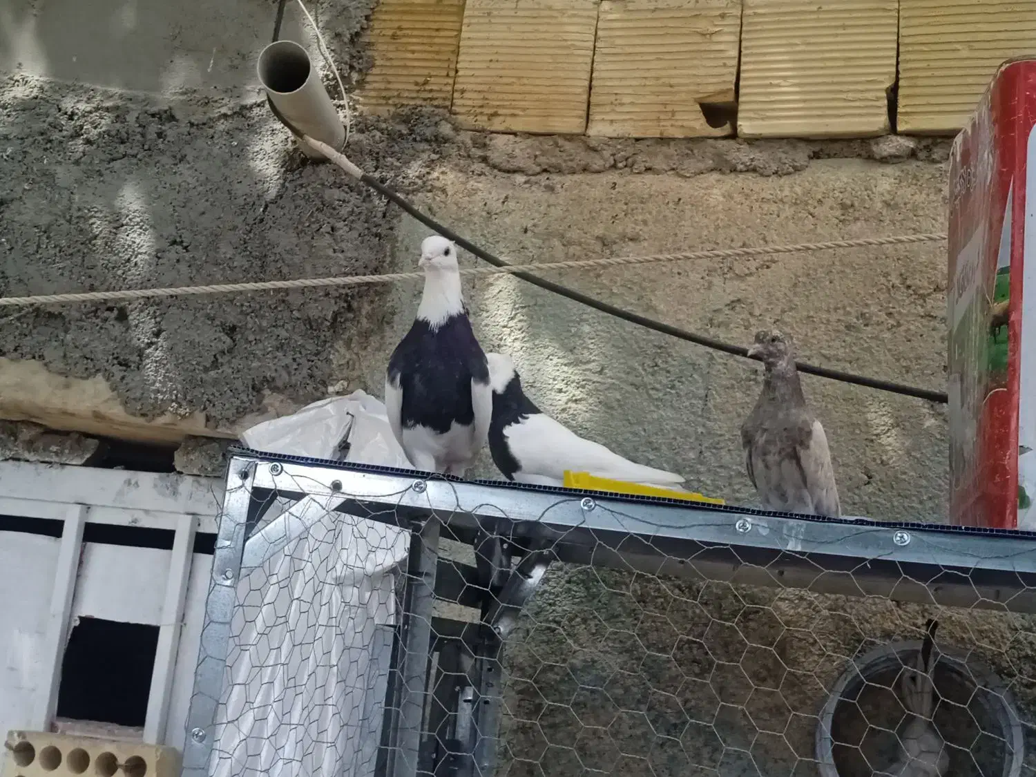 جفت طوقی سیاه بدون غلط|پرنده|سمیرم, |دیوار