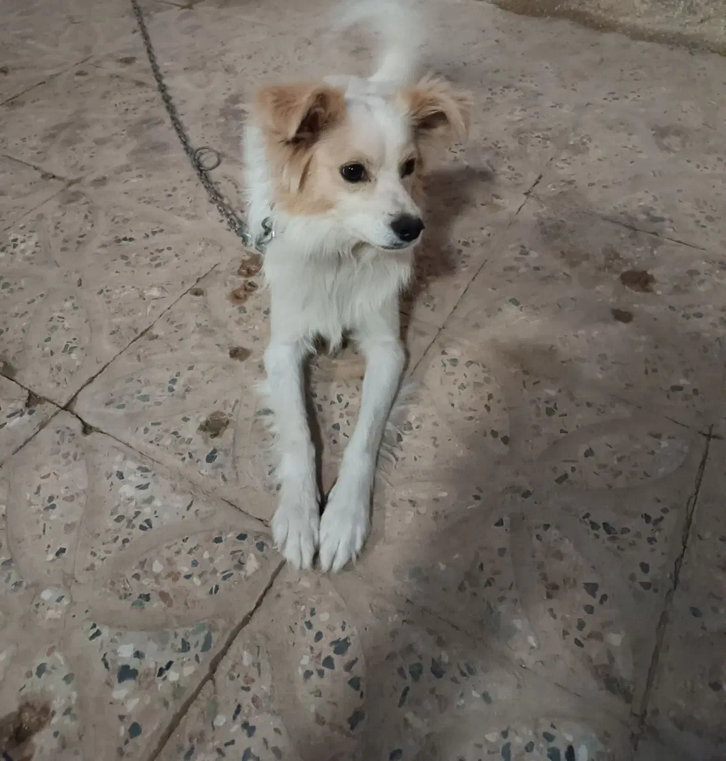 فروش سگ نژاد دار|سگ|فارسان, |دیوار