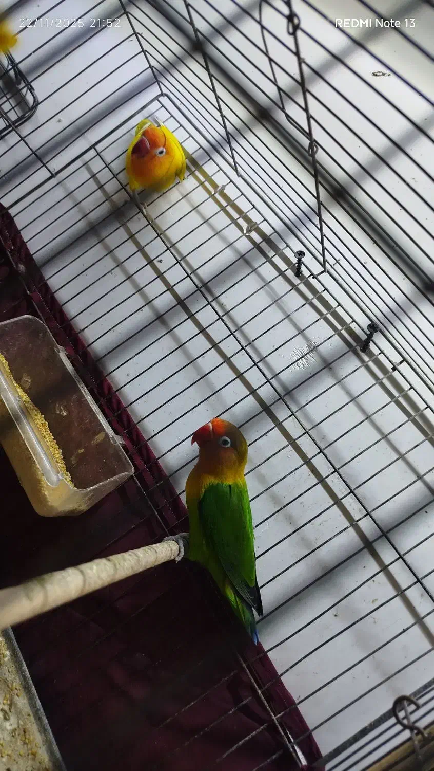 طوطی برزیلی مولد|پرنده|اردبیل, |دیوار