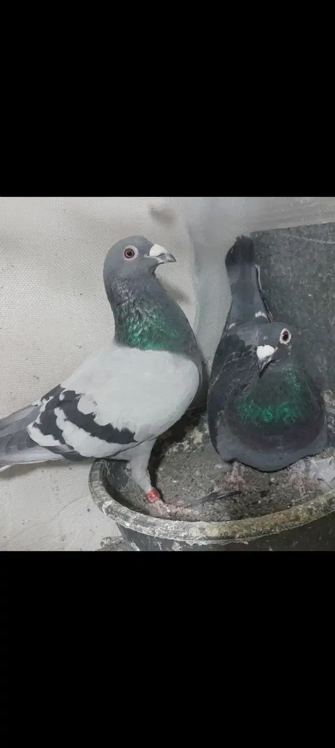 جوجه مسافتی|پرنده|بیرجند, |دیوار