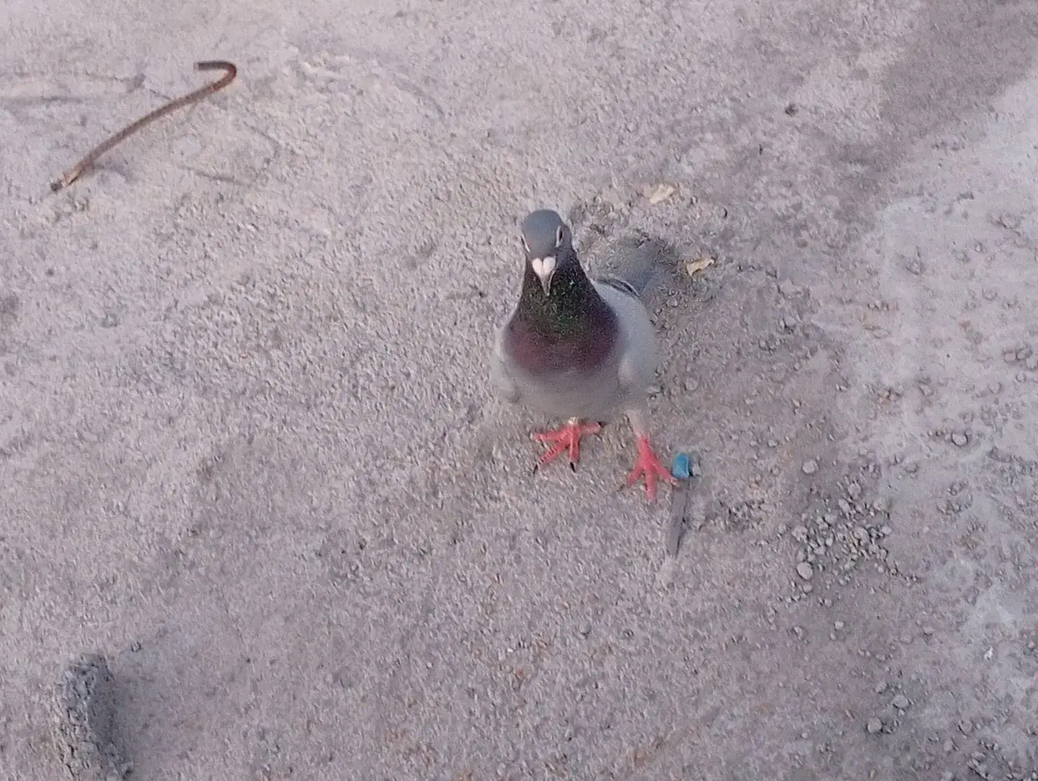 سلام دوستان عزیز|پرنده|کهنوج, |دیوار