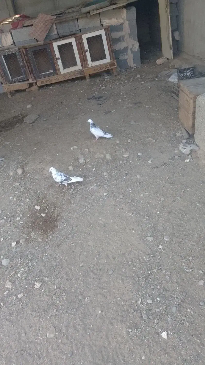 کبوتر فروشی|پرنده|میناب, |دیوار