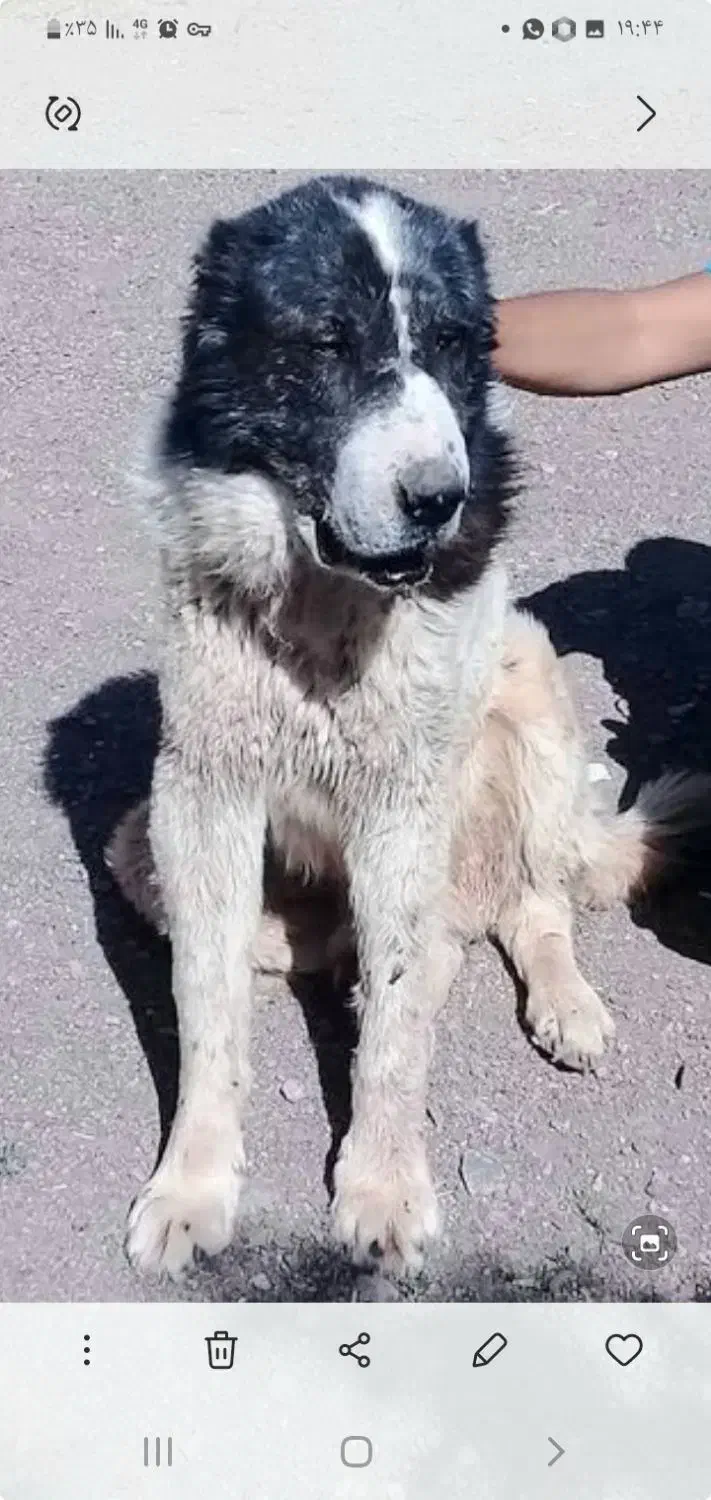 گمشده|حیوانات|رفسنجان, |دیوار