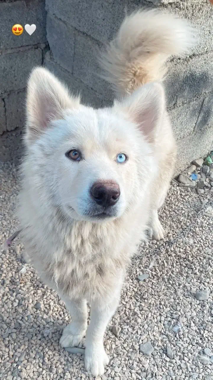 واگذاری سگ هاسکی|سگ|لوندویل, |دیوار