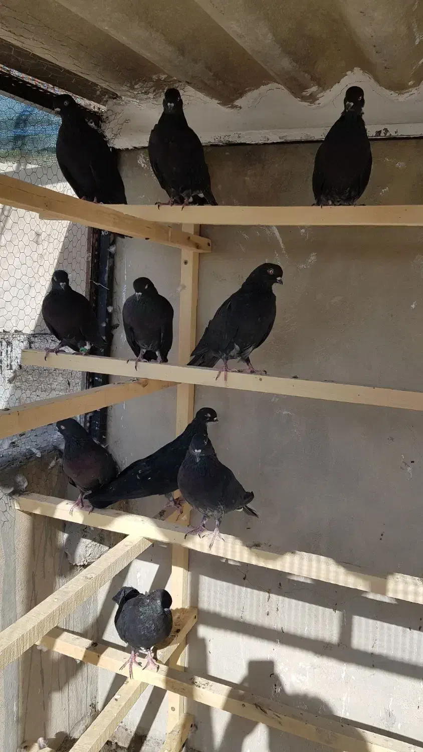 کبوتر زاغ|پرنده|سمنان, |دیوار