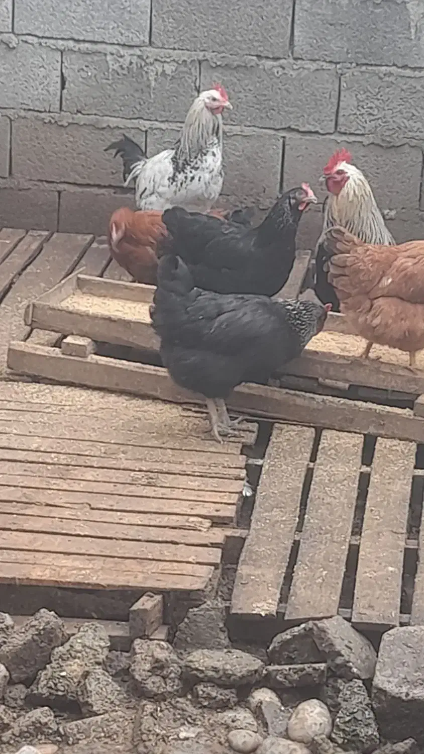 خروس محلی|حیوانات مزرعه|قائمشهر, |دیوار