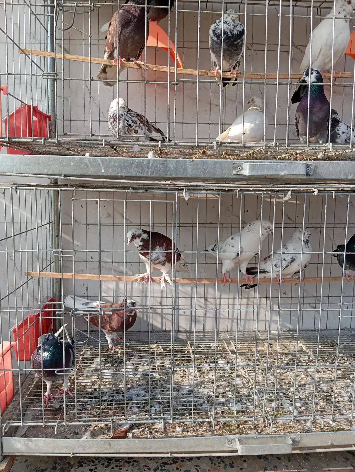 کبوتر پرشی و زینتی ولوازم|پرنده|دابودشت, |دیوار