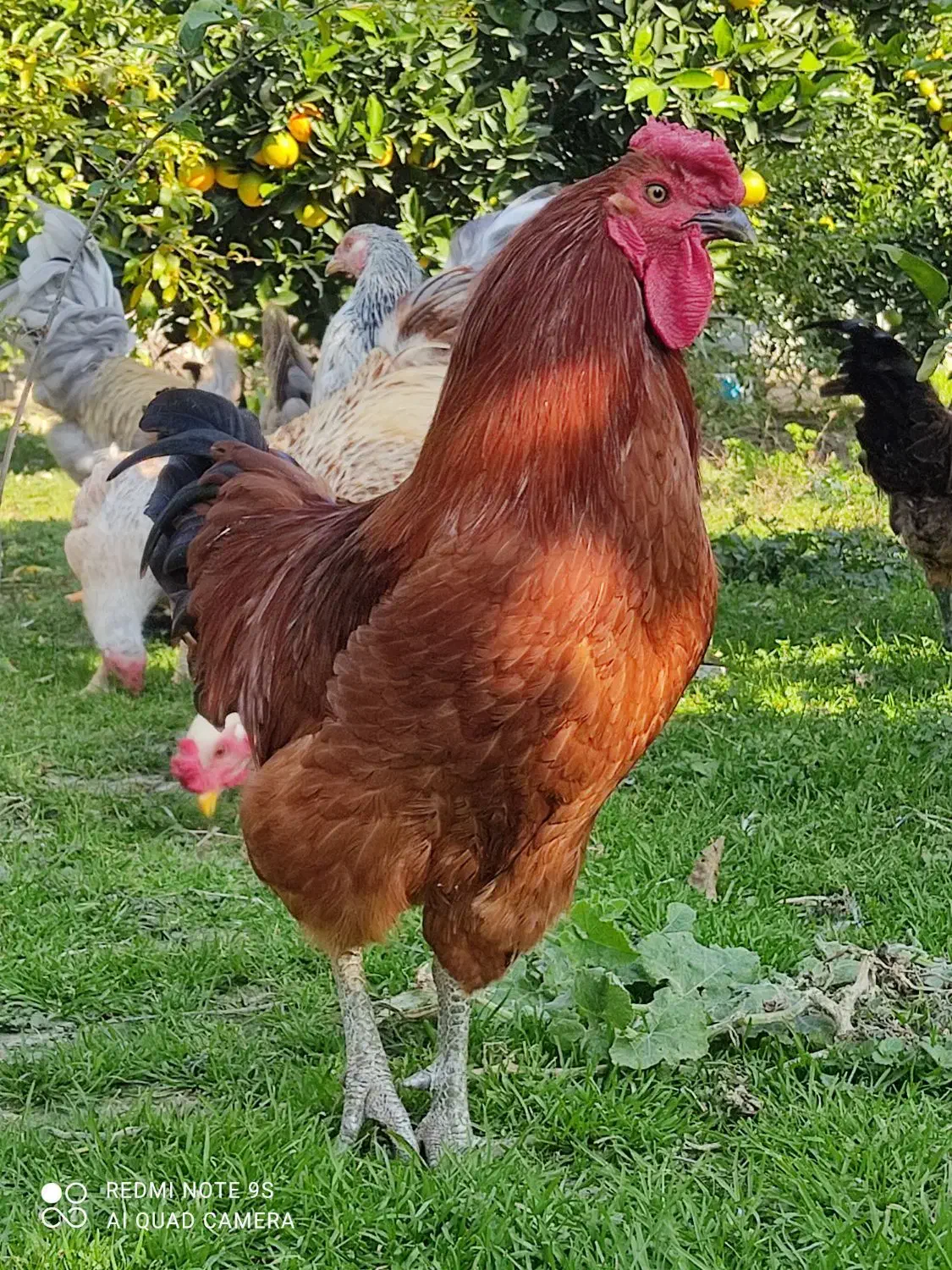 خروس چهل تاج زیبا|حیوانات مزرعه|نوشهر, |دیوار