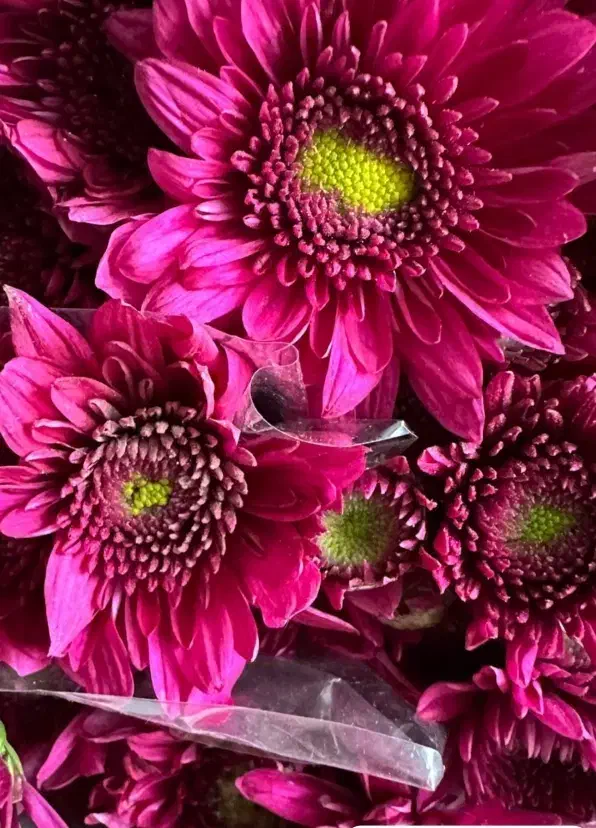 تخفیف ویژه داودی|گل و گیاه طبیعی|قائمشهر, |دیوار