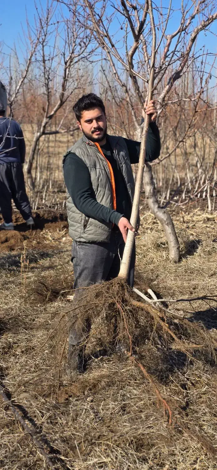 نهال گردو مقاوم و اقتصادی|خدمات باغبانی و درختکاری|مریوان, |دیوار
