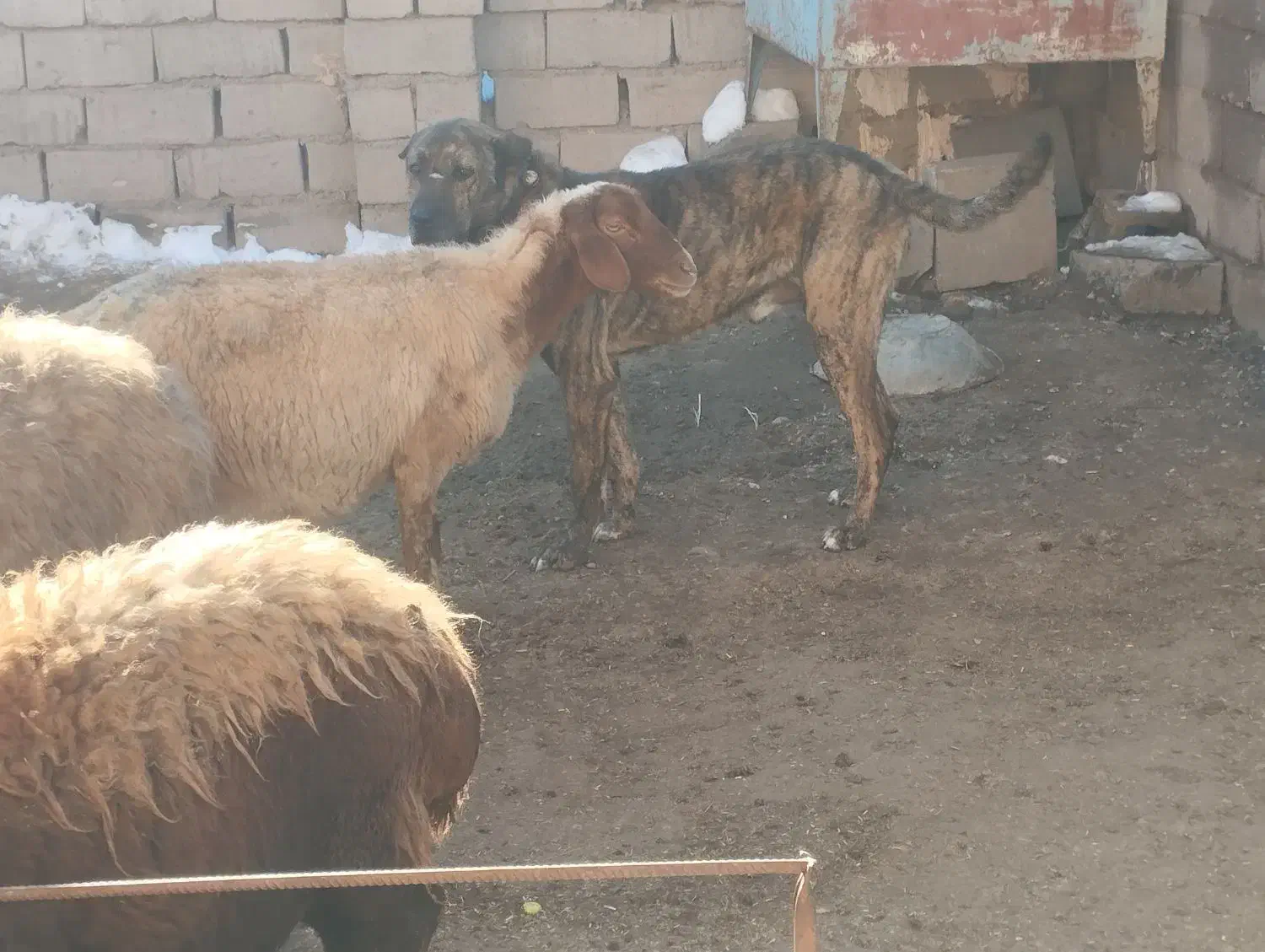 قیمت 17|سگ|تربت‌حیدریه, بالا ولایت|دیوار