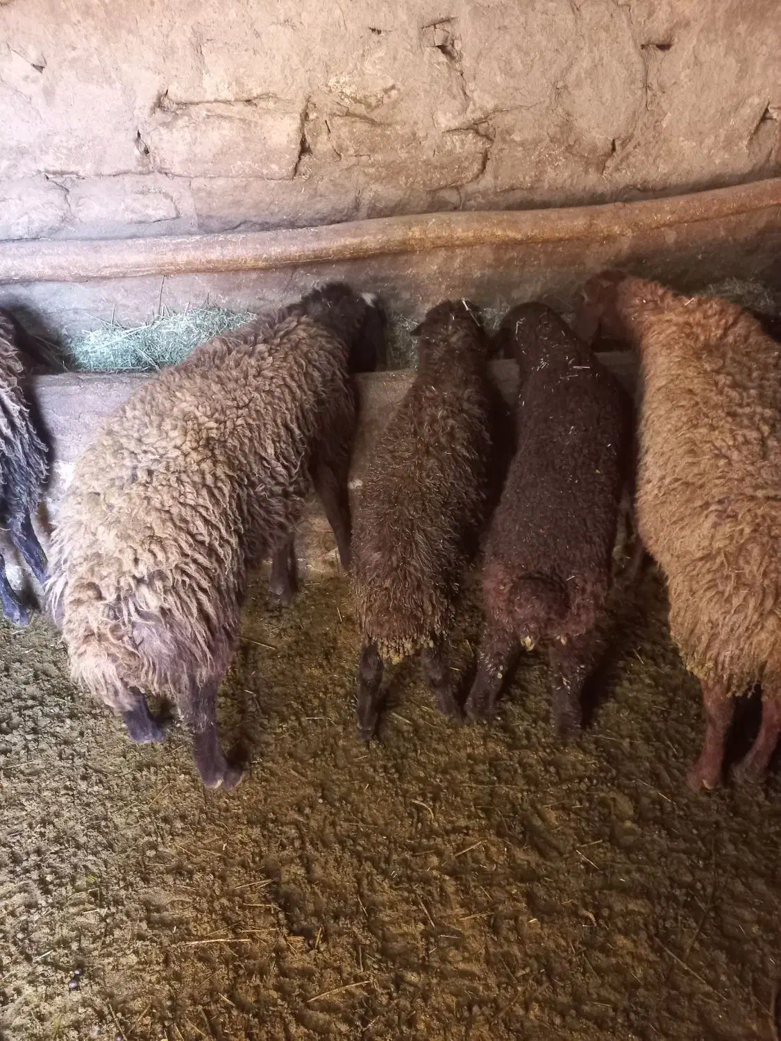 گوسفند|حیوانات مزرعه|لالجین, |دیوار