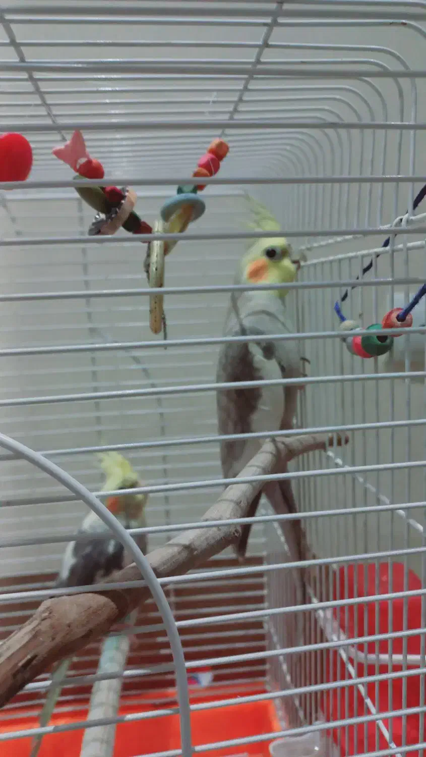 عروس هلندی جفت|پرنده|هشتگرد, فاز ۱ مهستان|دیوار