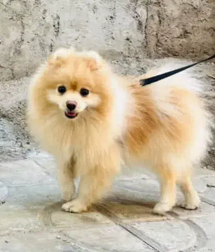 سگ پامر خرسی  وارداتی و خالص|سگ|بم, |دیوار