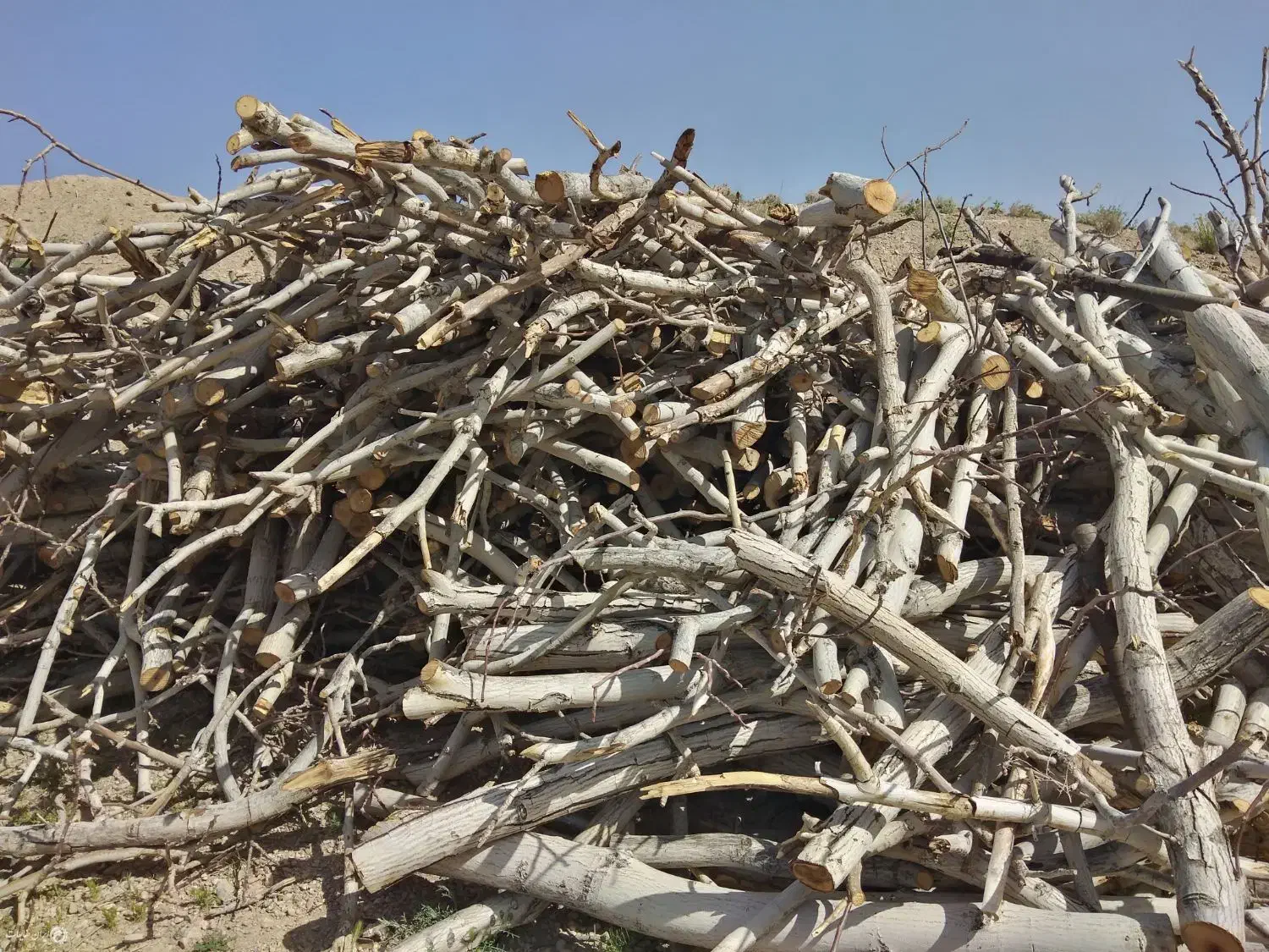 خرید چوب|خدمات باغبانی و درختکاری|قوچان, |دیوار