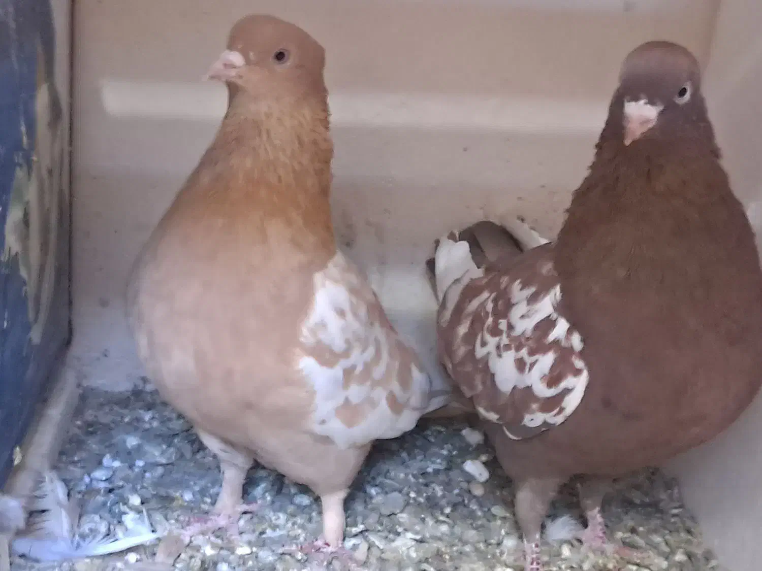 جفتگاه رنگه آس سینه پرتغالی موشی کله سیاه|پرنده|مشهد, وکیل‌آباد|دیوار