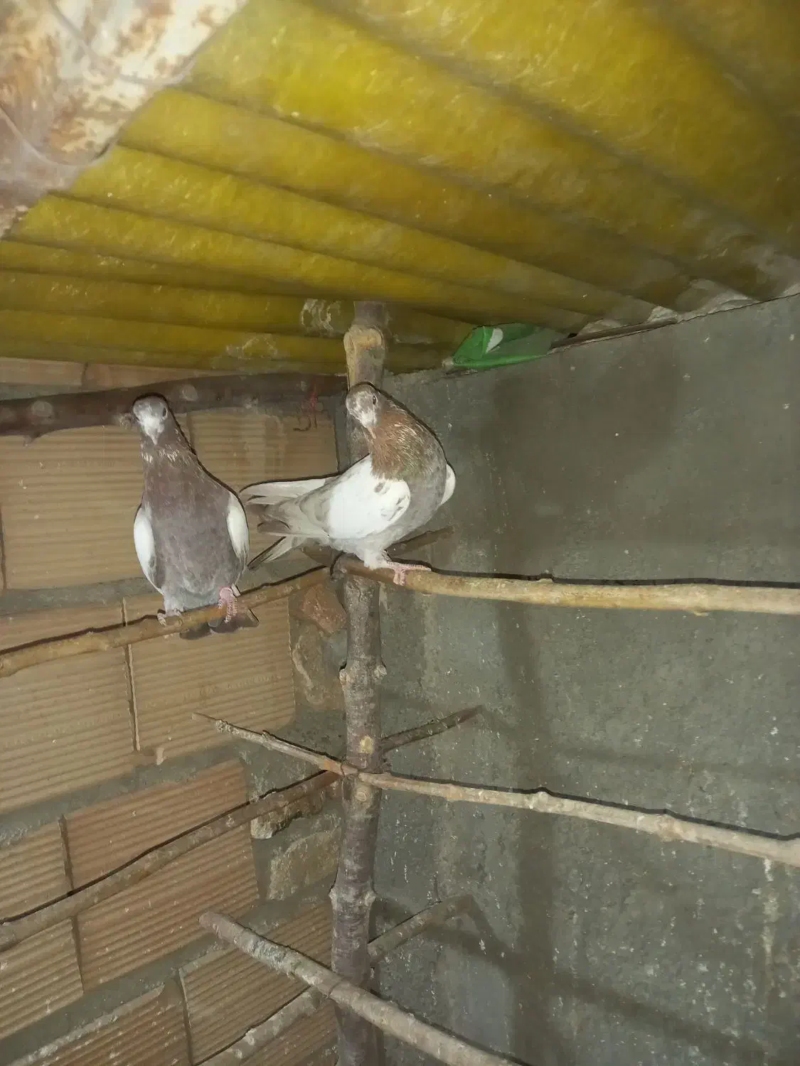 کفتر انگلیسی دهاتی پرشی|پرنده|کهریزک, |دیوار