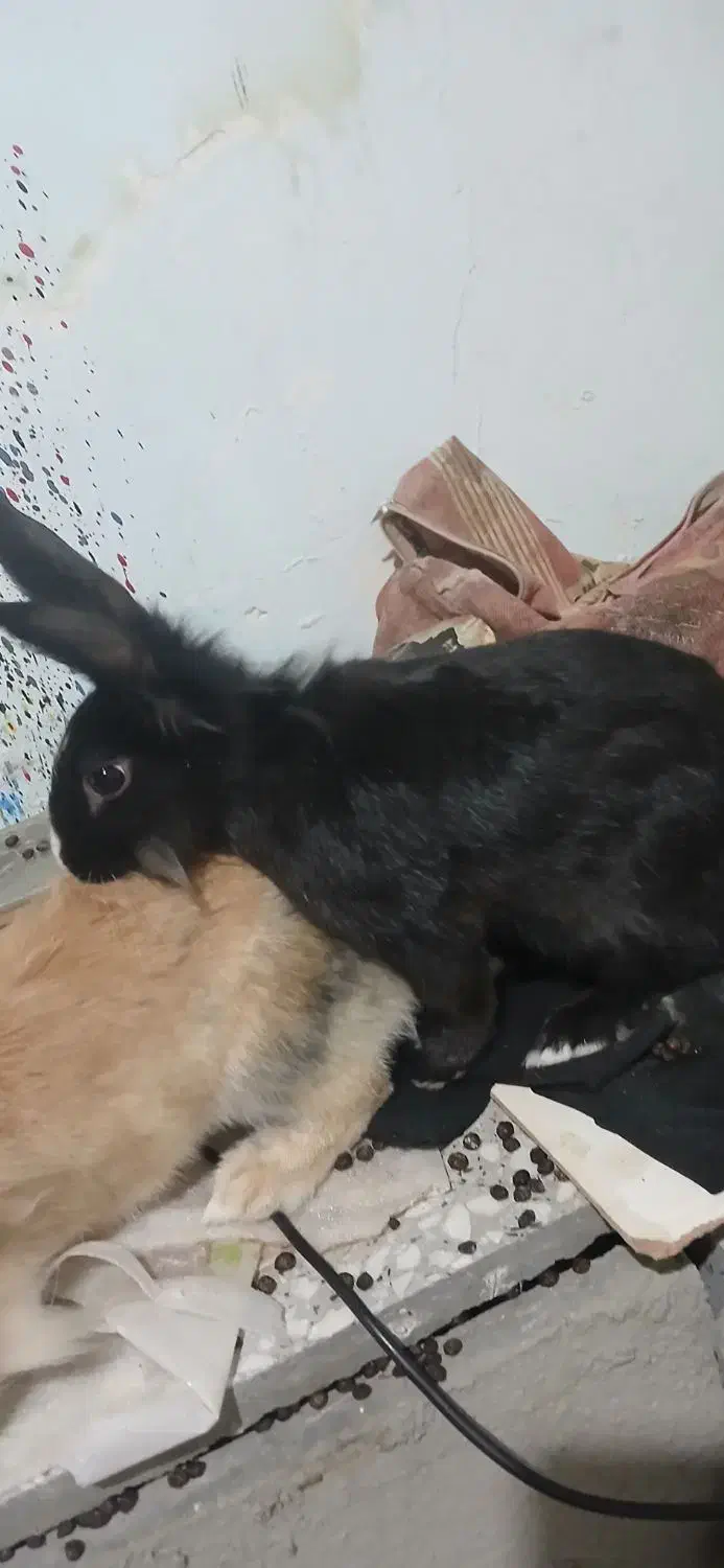 خرگوش  نرو ماده|موش و خرگوش|سنندج, |دیوار