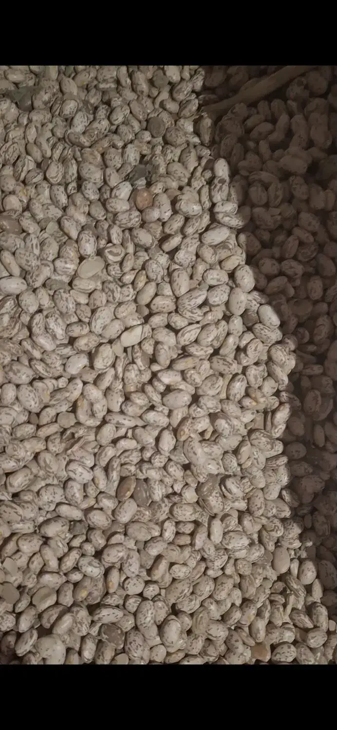 لوبیا چیتی ارتشی|خوردنی و آشامیدنی|شهرکرد, |دیوار