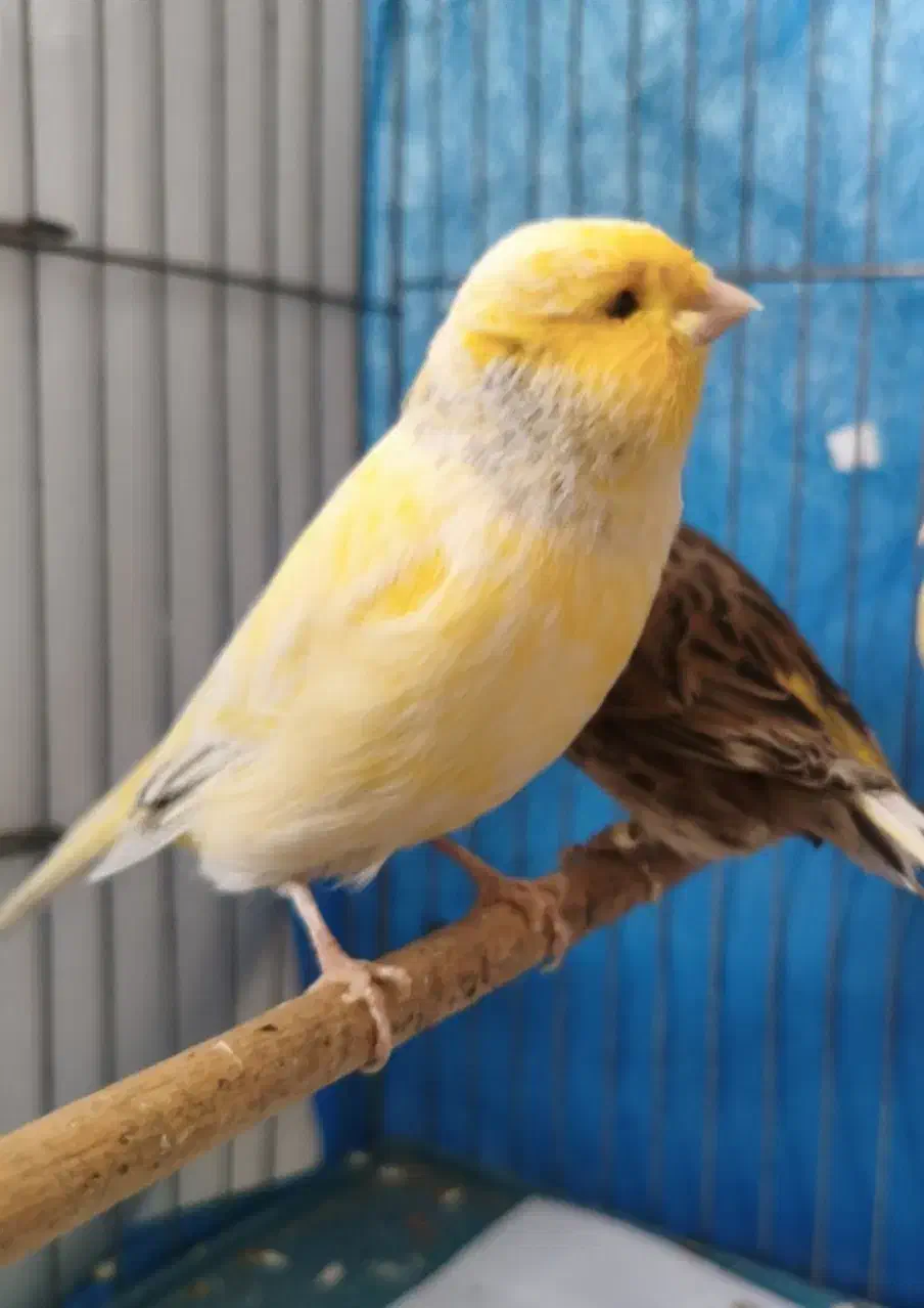 قناری ماده گلاستر|پرنده|اصفهان, امامزاده اسماعیل|دیوار