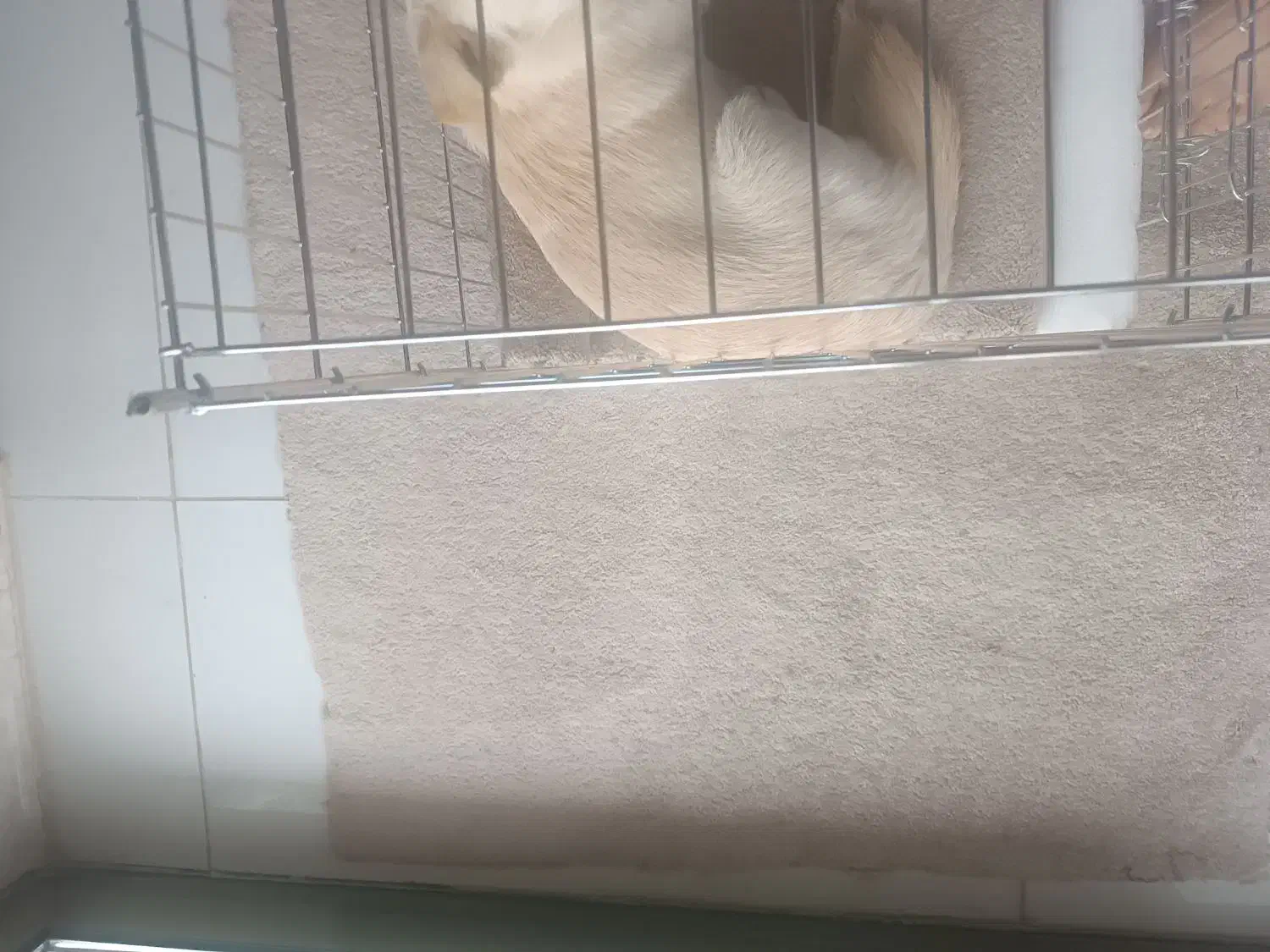 یک سگ پیدا شده|حیوانات|نجفآباد, حومه نجف آباد|دیوار