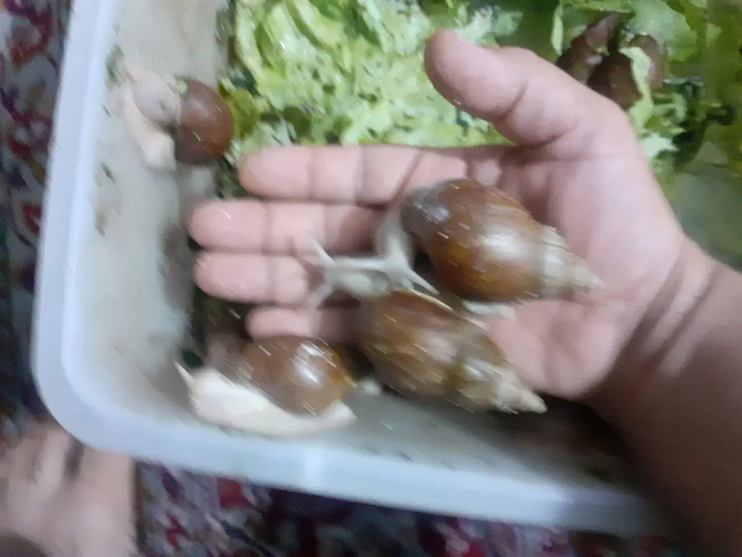 حلزونهای افریقایی آچاتینا مولد و پیش مولد|خزنده|کرج, پیشاهنگی|دیوار